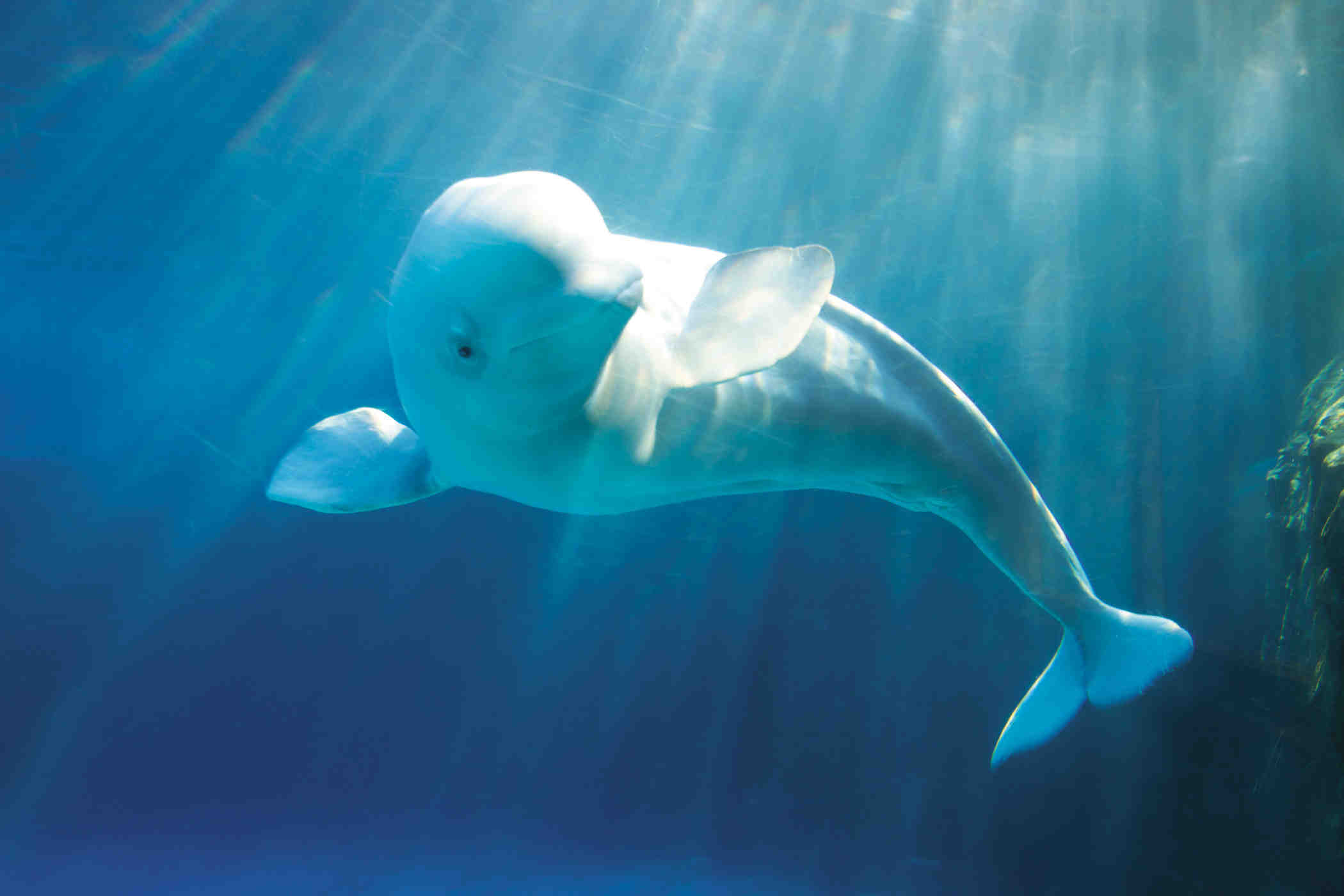 Beluga Whale Hq Wallpapers - Desktop Background Beluga Whale , HD Wallpaper & Backgrounds