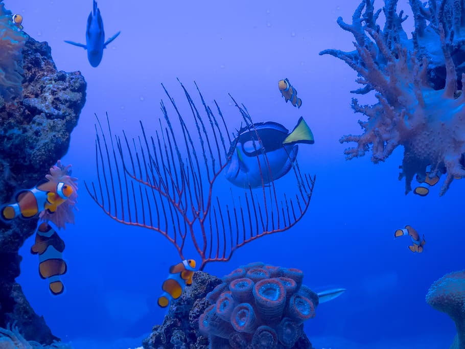 Submerged, Pisces, Coral, Ocean, Reef, Nemo, Disney, - Pisces , HD Wallpaper & Backgrounds