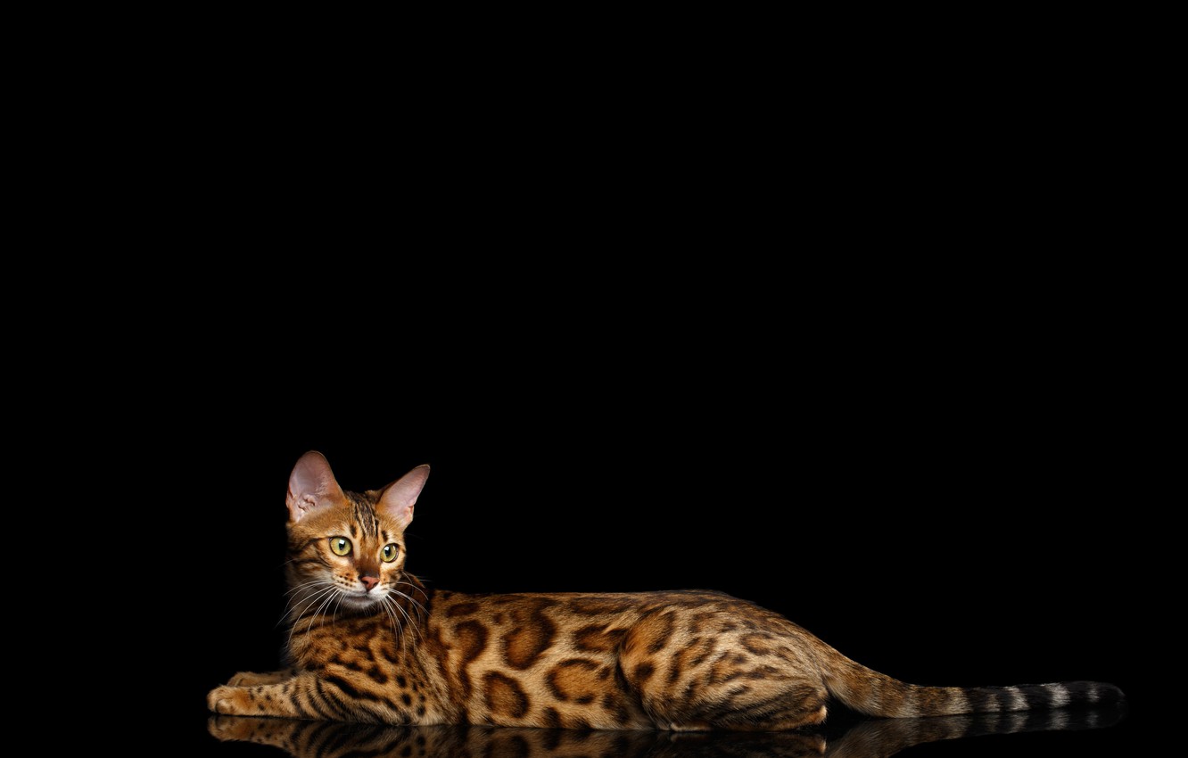 Photo Wallpaper Cat, Lies, Black Background, Spotted, - Фон Рабочего Стола Кошка , HD Wallpaper & Backgrounds