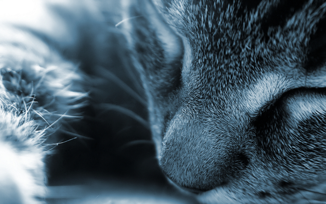 Beautiful Cat - Aunque Te Conozco Poco , HD Wallpaper & Backgrounds