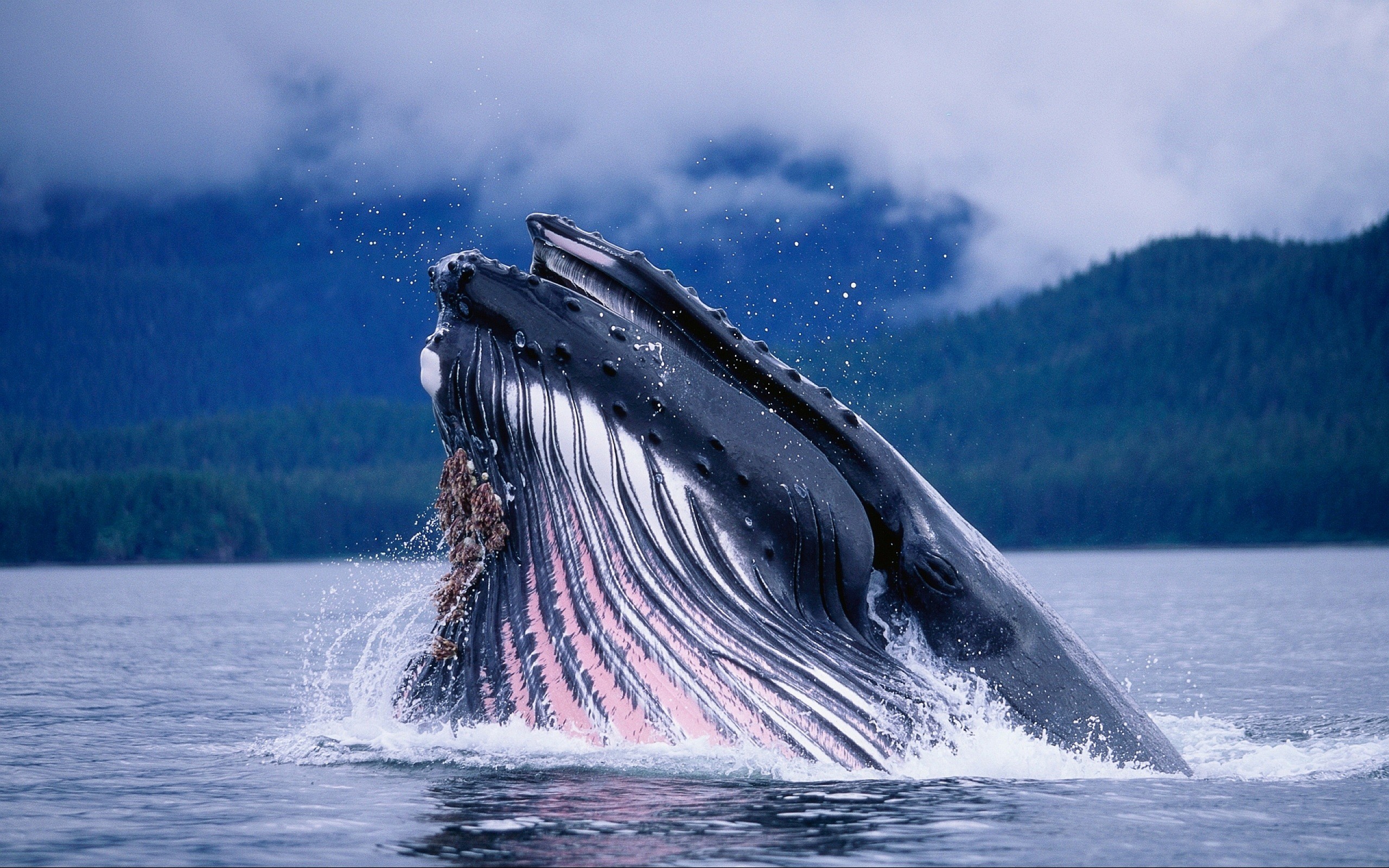 Wallpaper - Blue Whale Jump Out Of Water , HD Wallpaper & Backgrounds