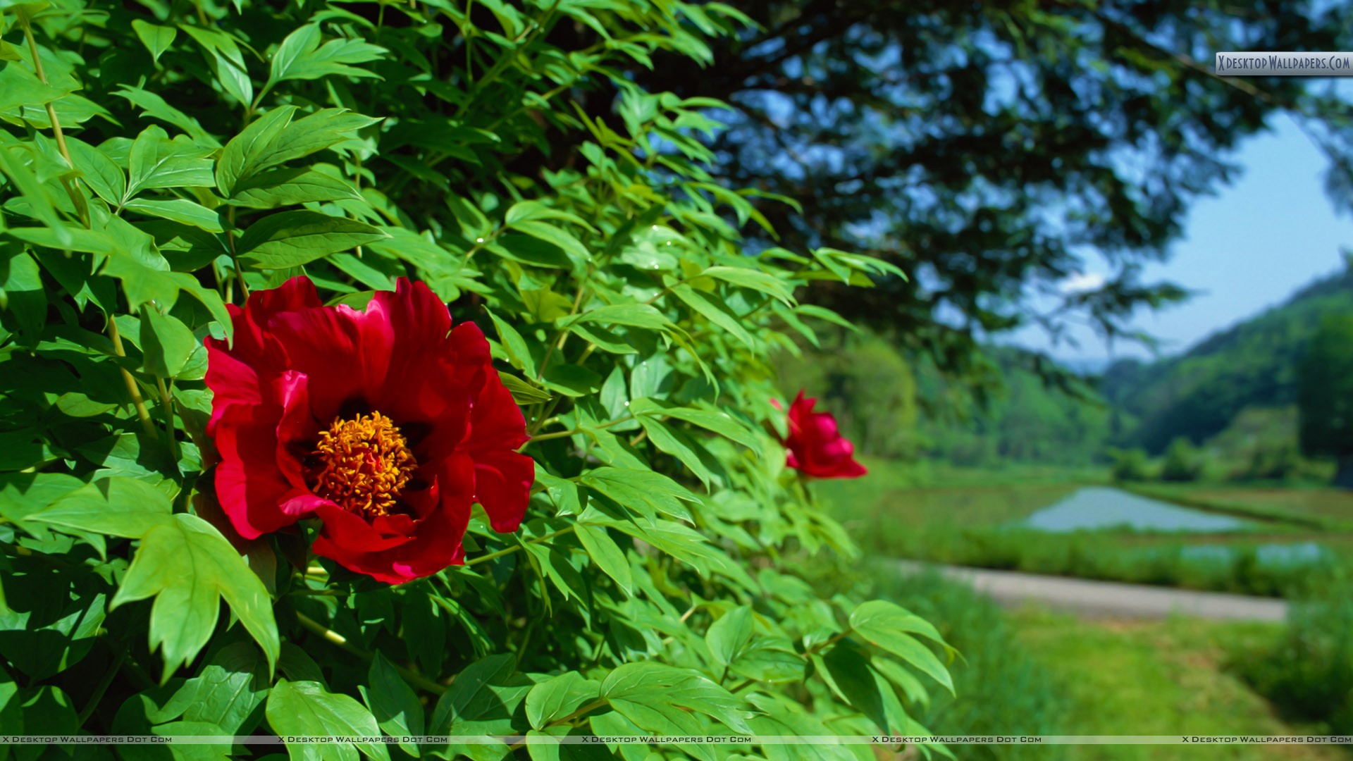 Green Tree With Flower , HD Wallpaper & Backgrounds