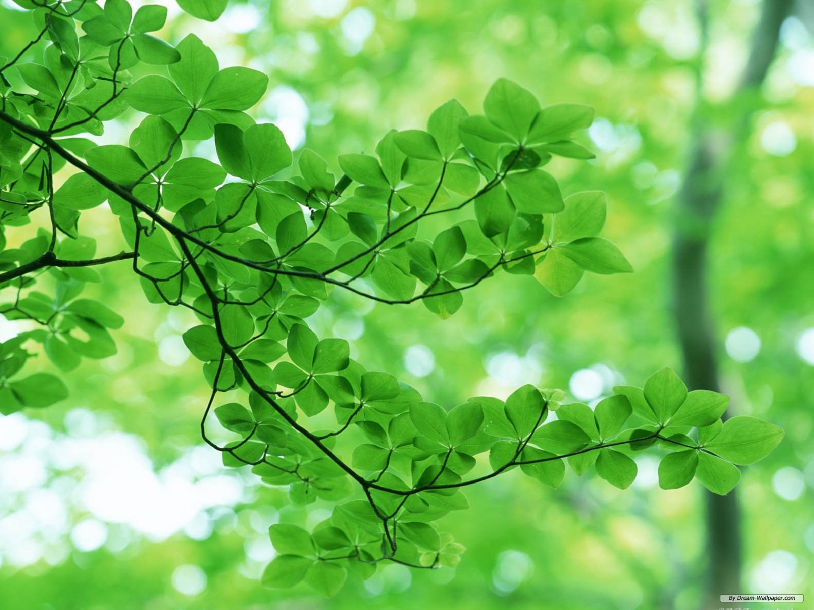 Free Nature Wallpaper - Green Leaf , HD Wallpaper & Backgrounds