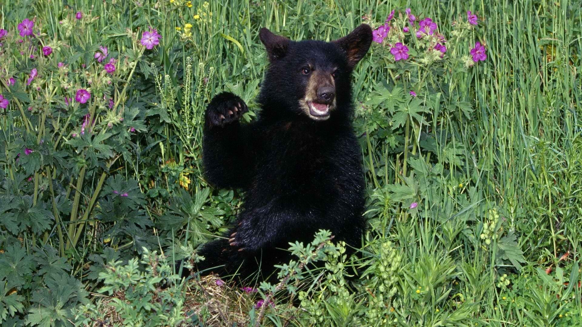 Black Bear , HD Wallpaper & Backgrounds