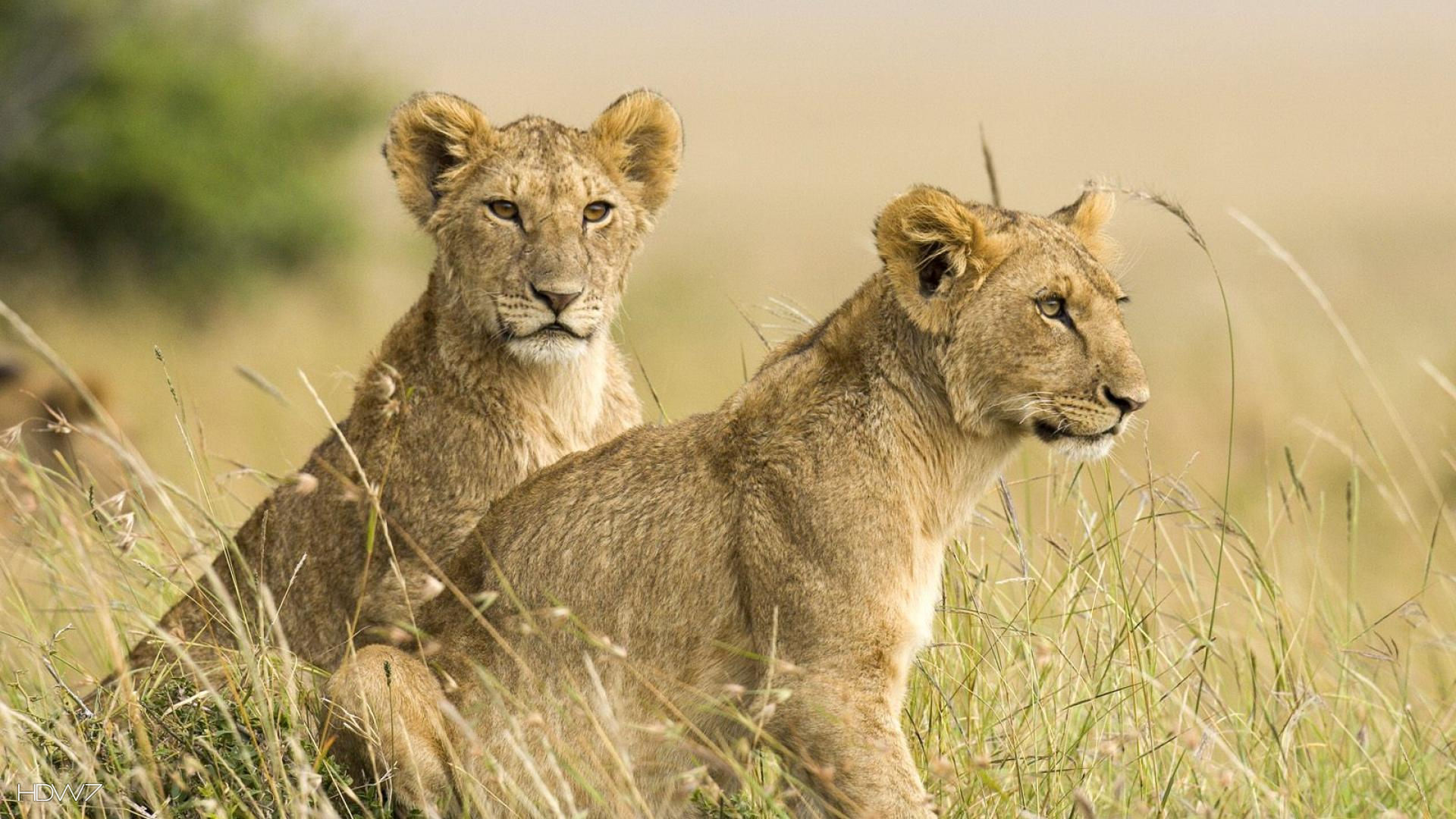 Female Lion Cubs Wallpaper - Male Vs Female Lion Cub , HD Wallpaper & Backgrounds