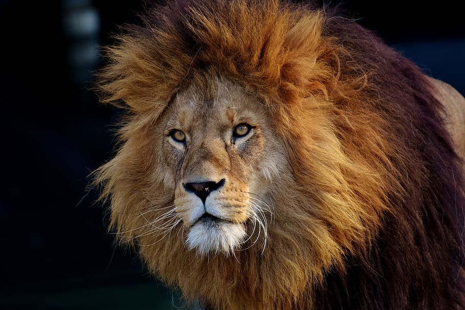 Brown Lion, Predator, Dangerous, Mane, Cat, Male, Zoo, - Dangerous Lion , HD Wallpaper & Backgrounds