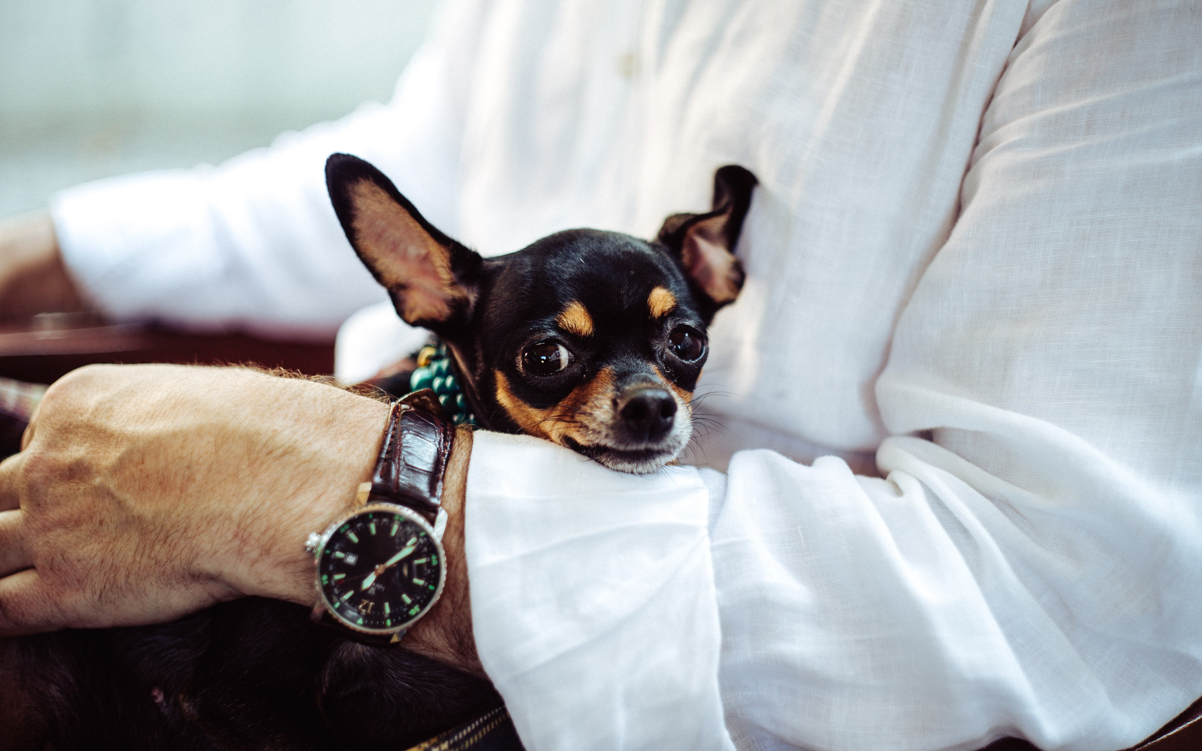 Man With His Chihuahua Wallpaper - Chihuahua Lap Dog , HD Wallpaper & Backgrounds