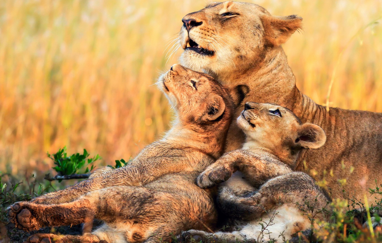 Photo Wallpaper Kittens, Africa, Lions, Lioness, Cubs - Lioness With Two Cubs , HD Wallpaper & Backgrounds