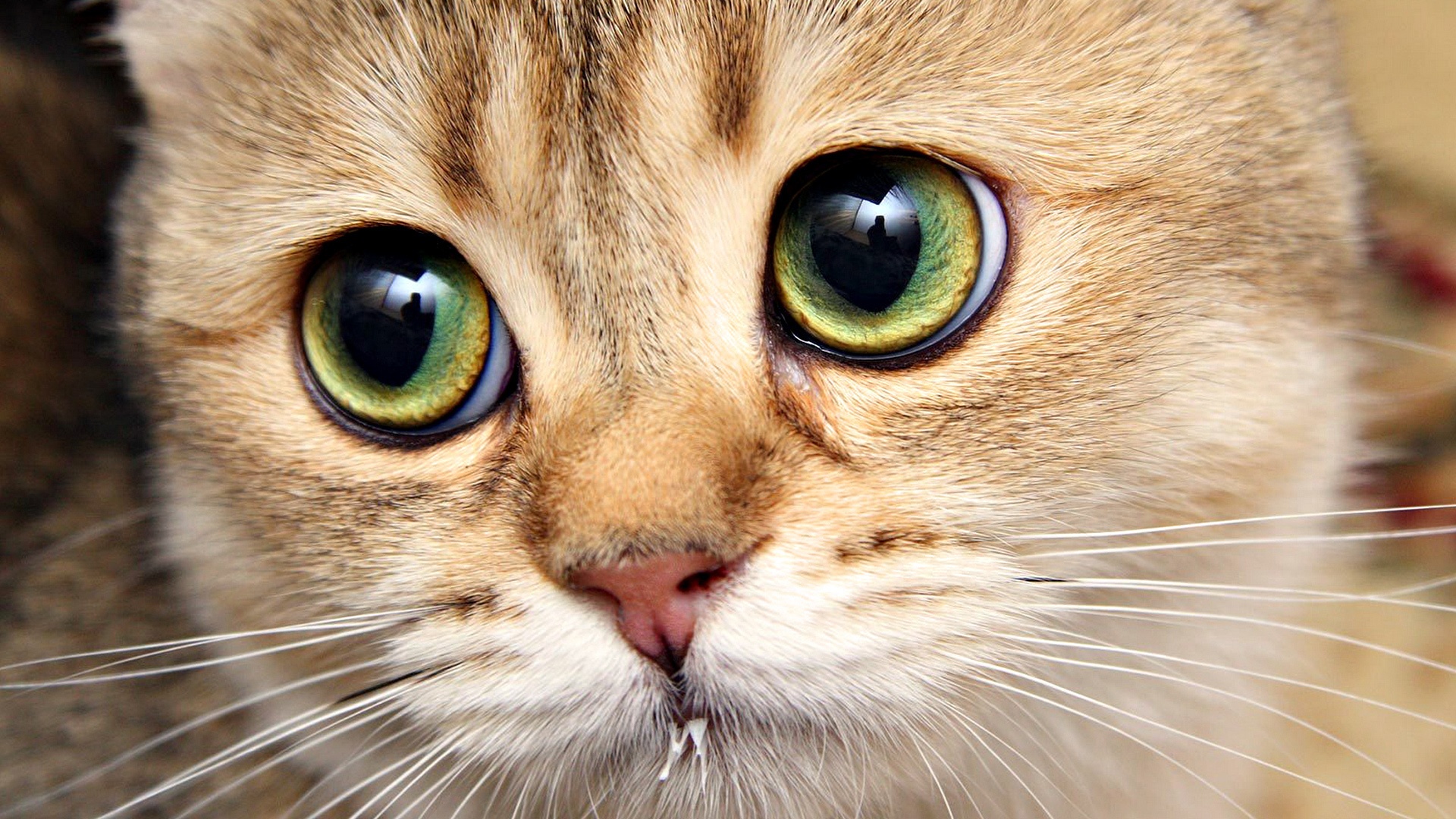 Close Up Of Cats Face , HD Wallpaper & Backgrounds