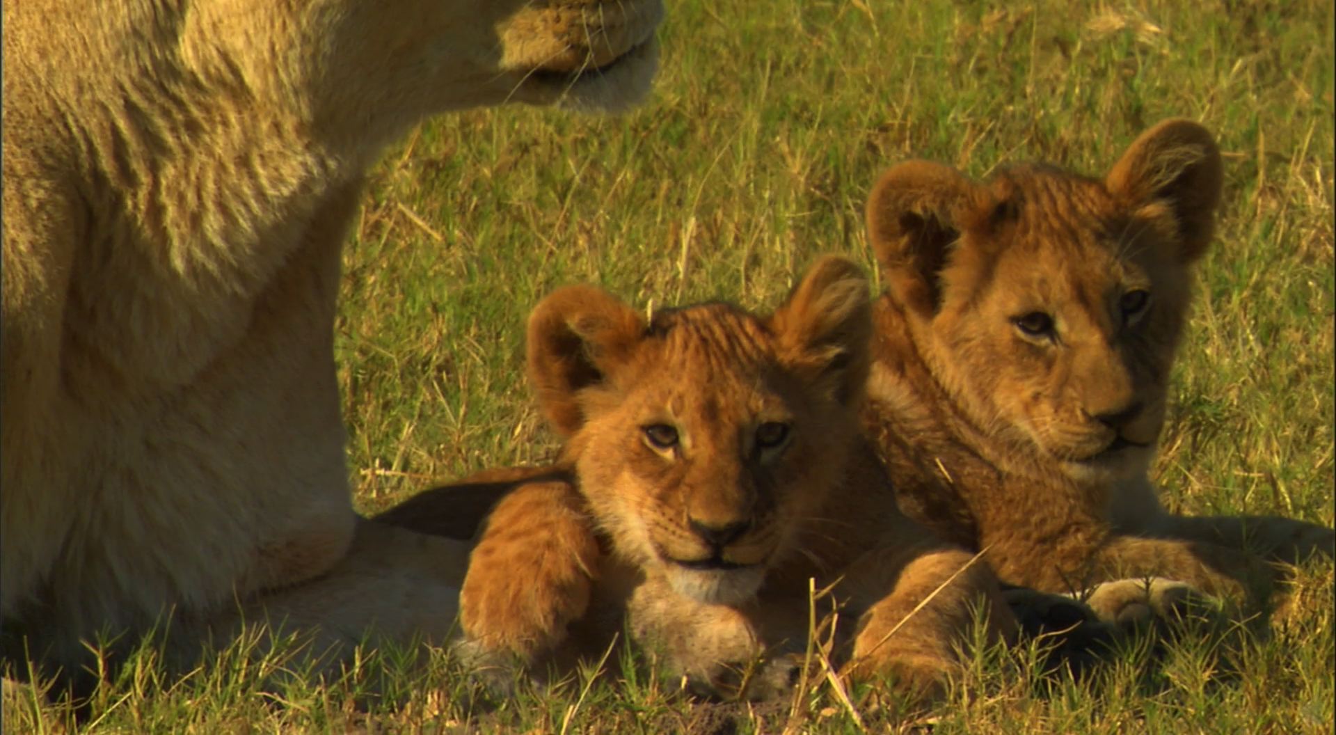 Lonely Lioness With Cubs , HD Wallpaper & Backgrounds