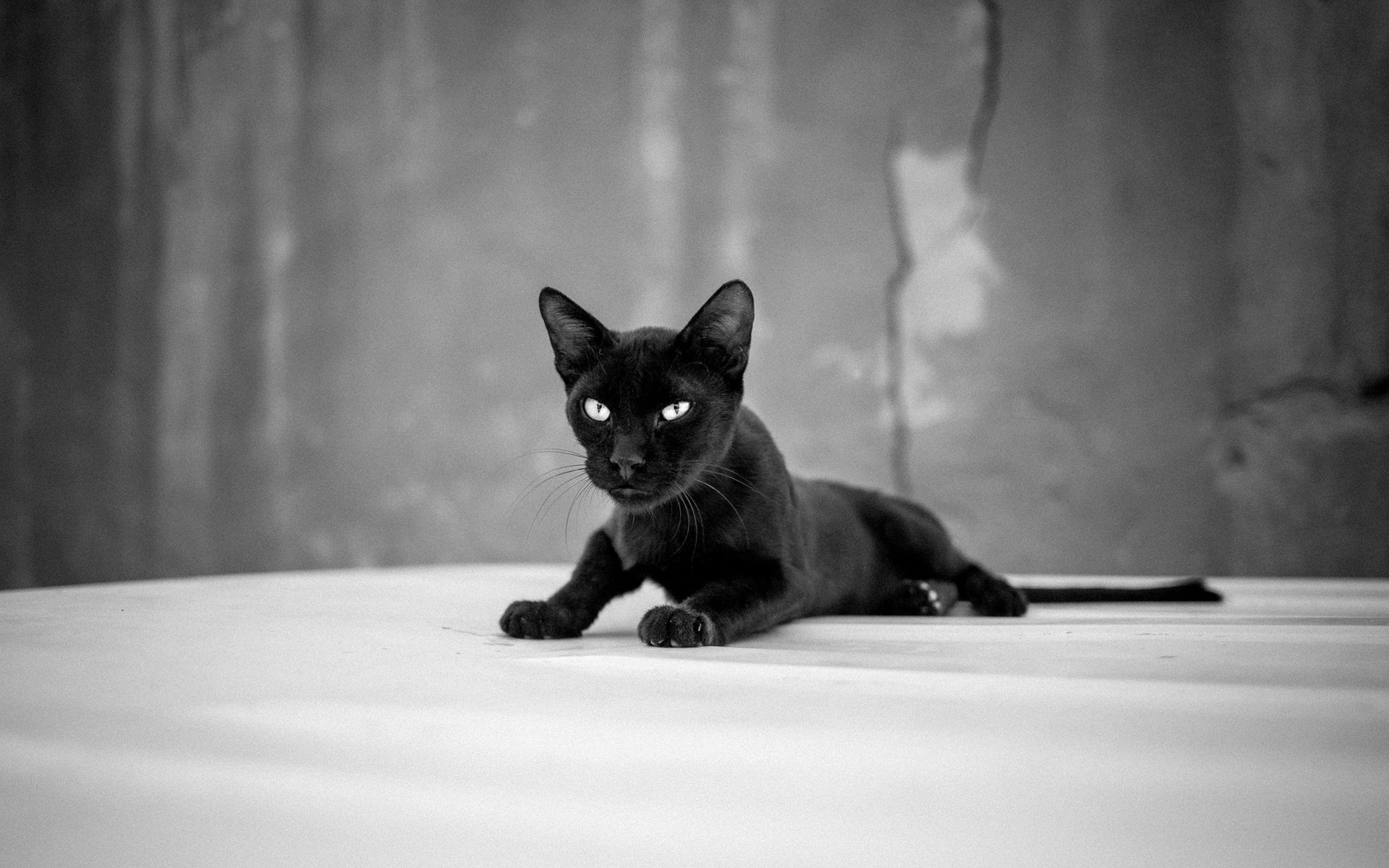 Black Cat Wallpaper - Black Cat , HD Wallpaper & Backgrounds