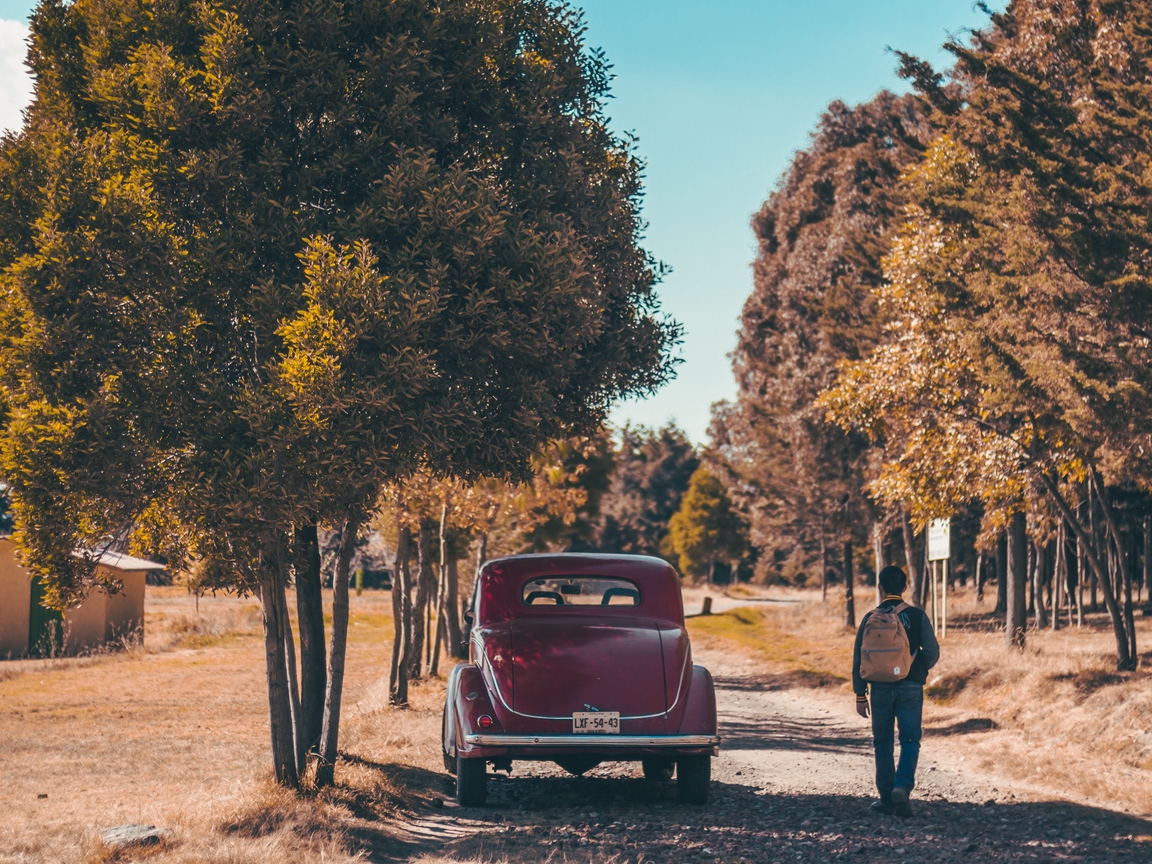 Wallpaper Car, Trees, Rear View - Wonderful 50s , HD Wallpaper & Backgrounds