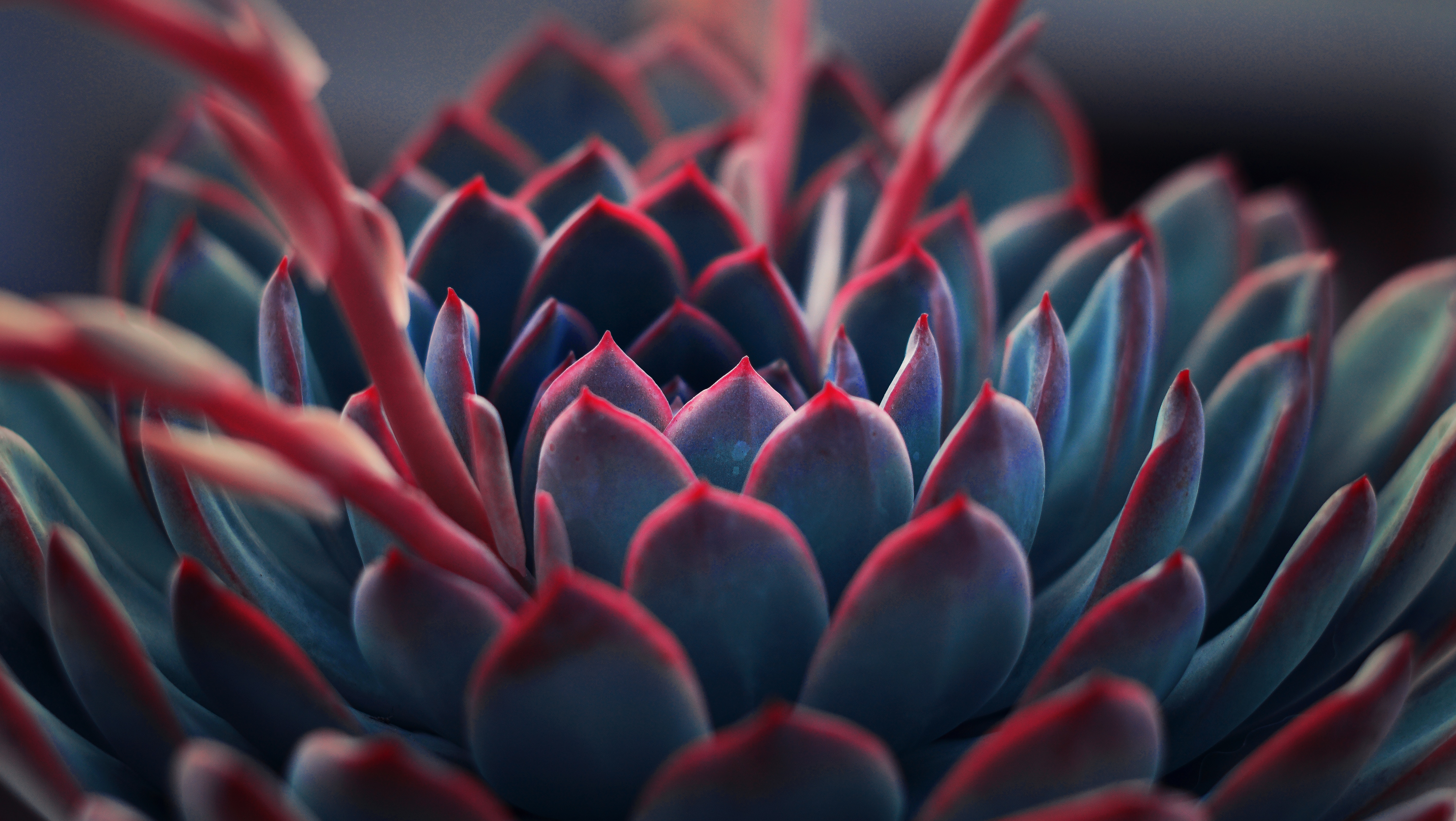 Succulent Close Up , HD Wallpaper & Backgrounds