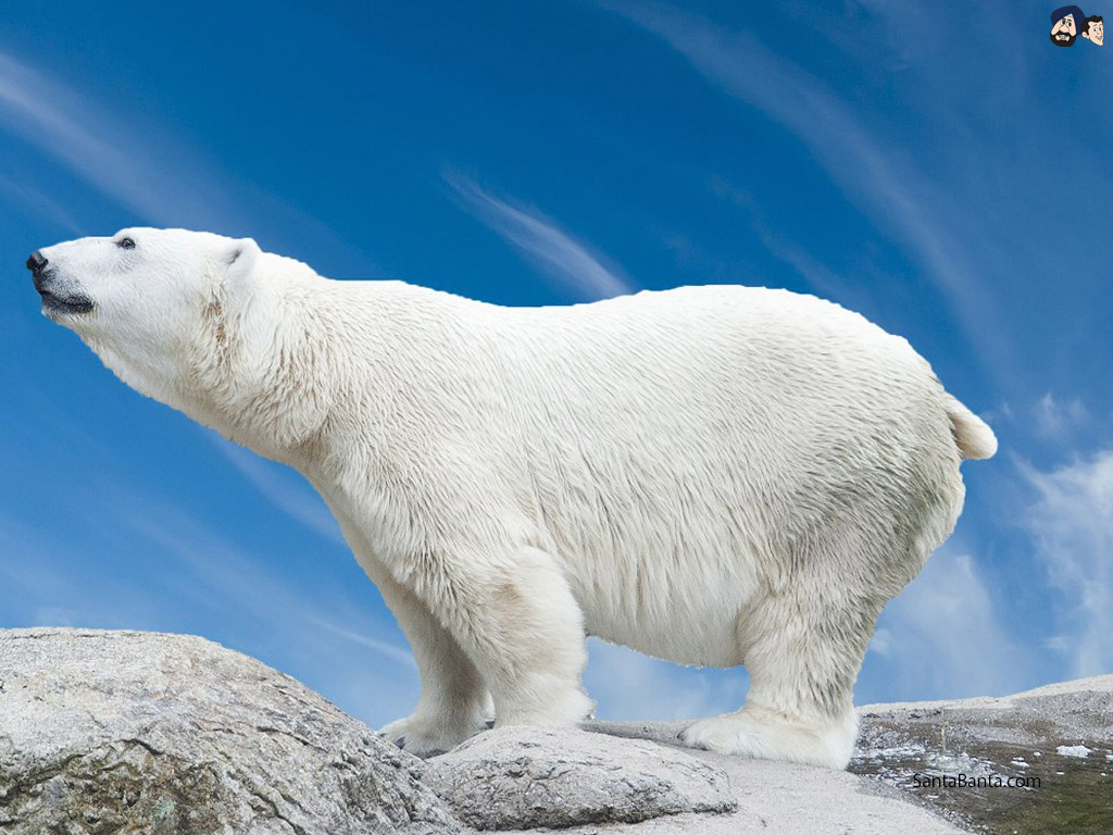 Polar Bears - Natureza Papel De Parede Animais Em 3d , HD Wallpaper & Backgrounds
