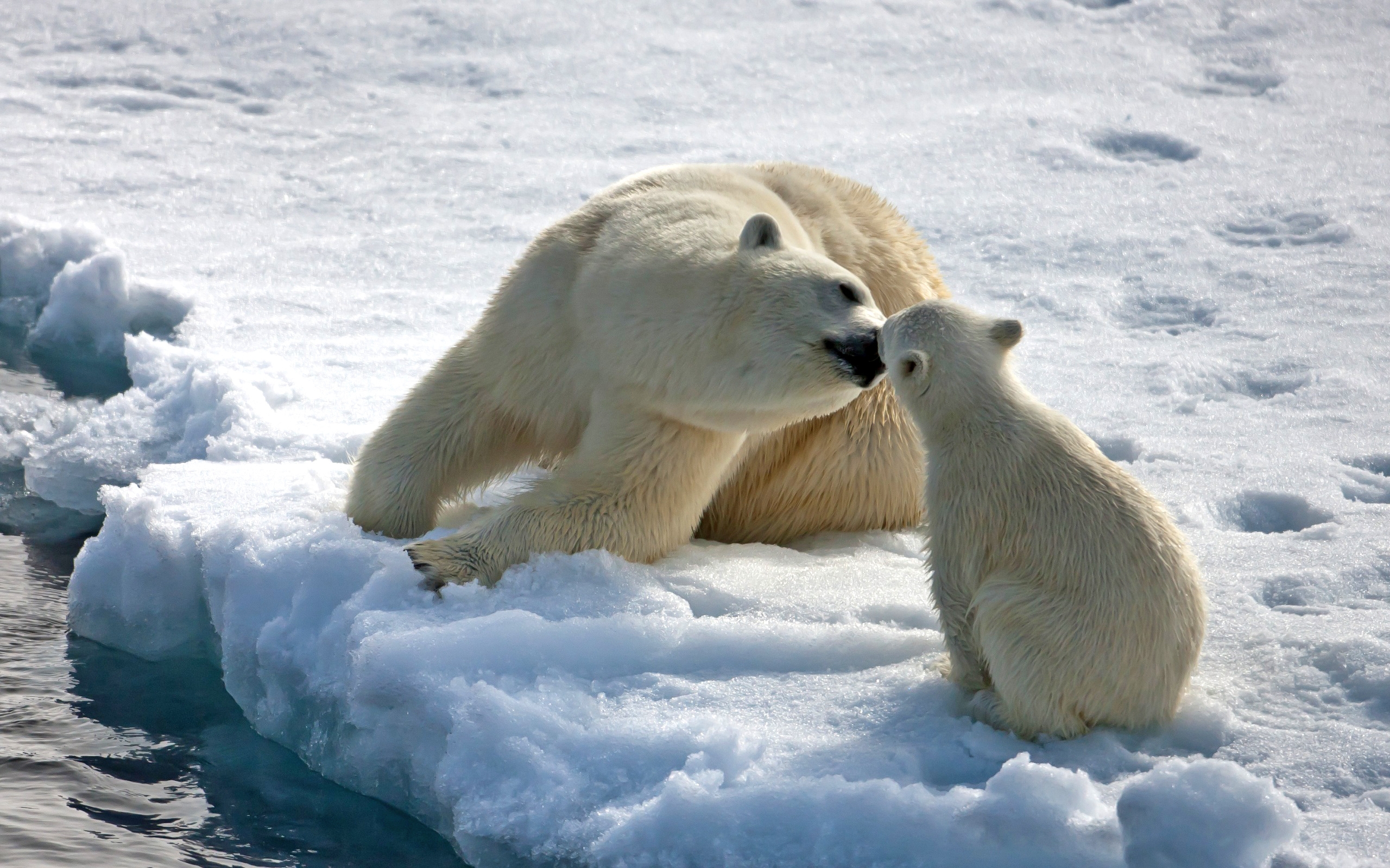Polar Bear Cute Moments , HD Wallpaper & Backgrounds