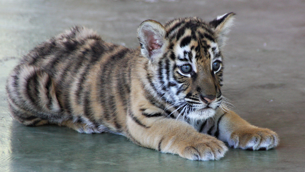 Cute Tiger Cubs White , HD Wallpaper & Backgrounds