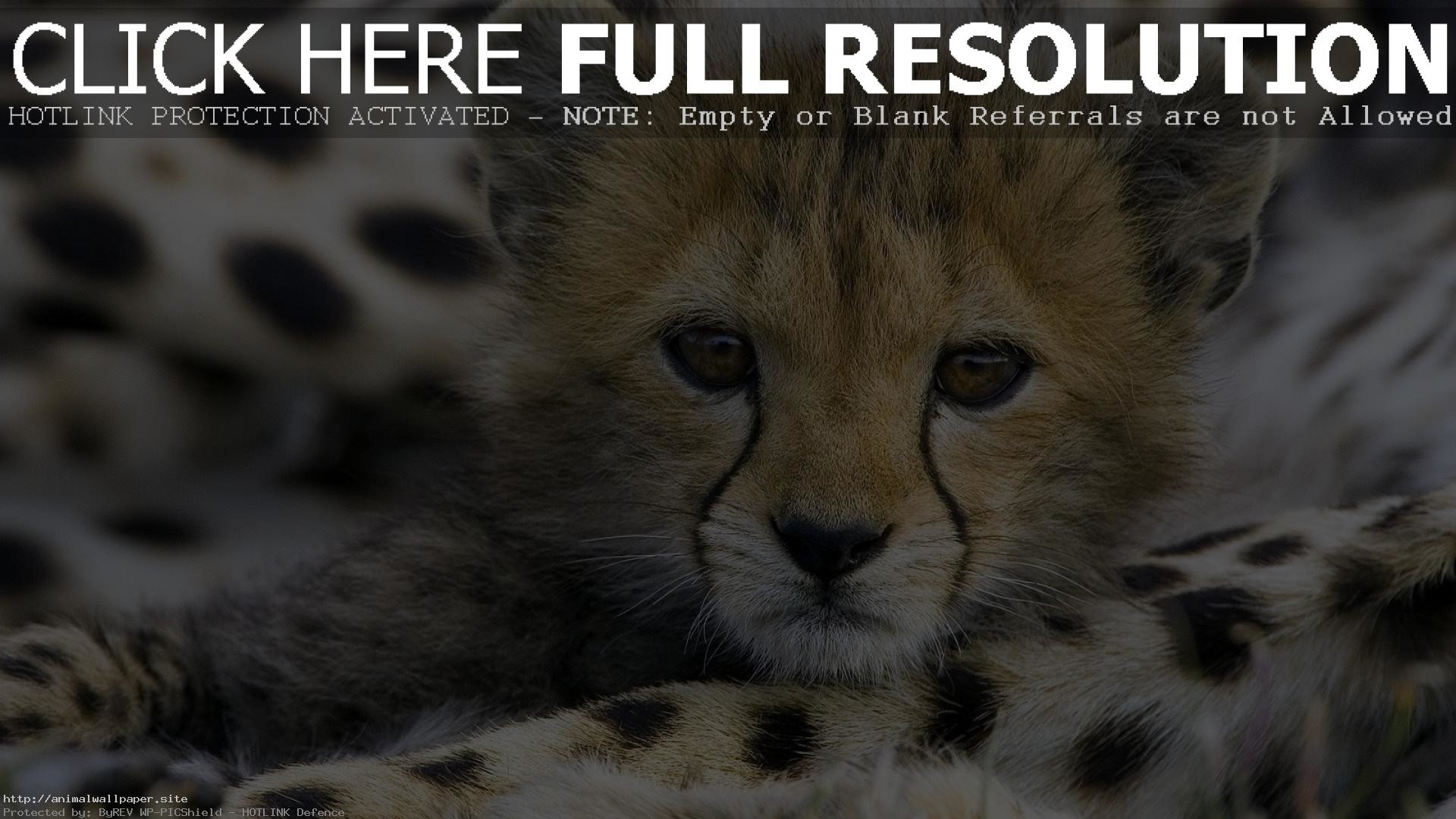 The Most Beautiful Cute Wild Animals Wallpaper 
 Data-src - Cheetah , HD Wallpaper & Backgrounds