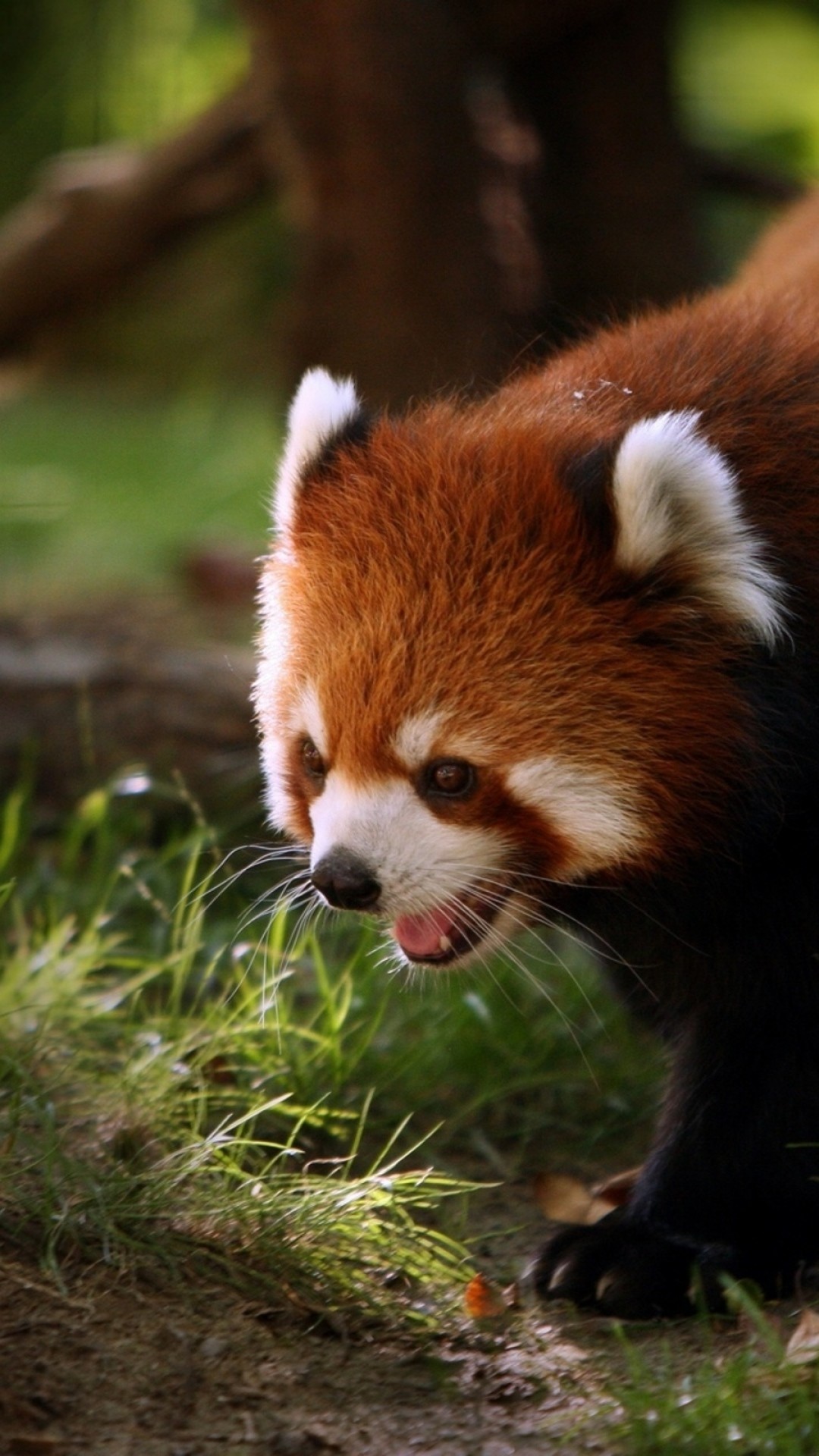 Drawn Red Panda Iphone Wallpaper - Beautiful Red Panda , HD Wallpaper & Backgrounds