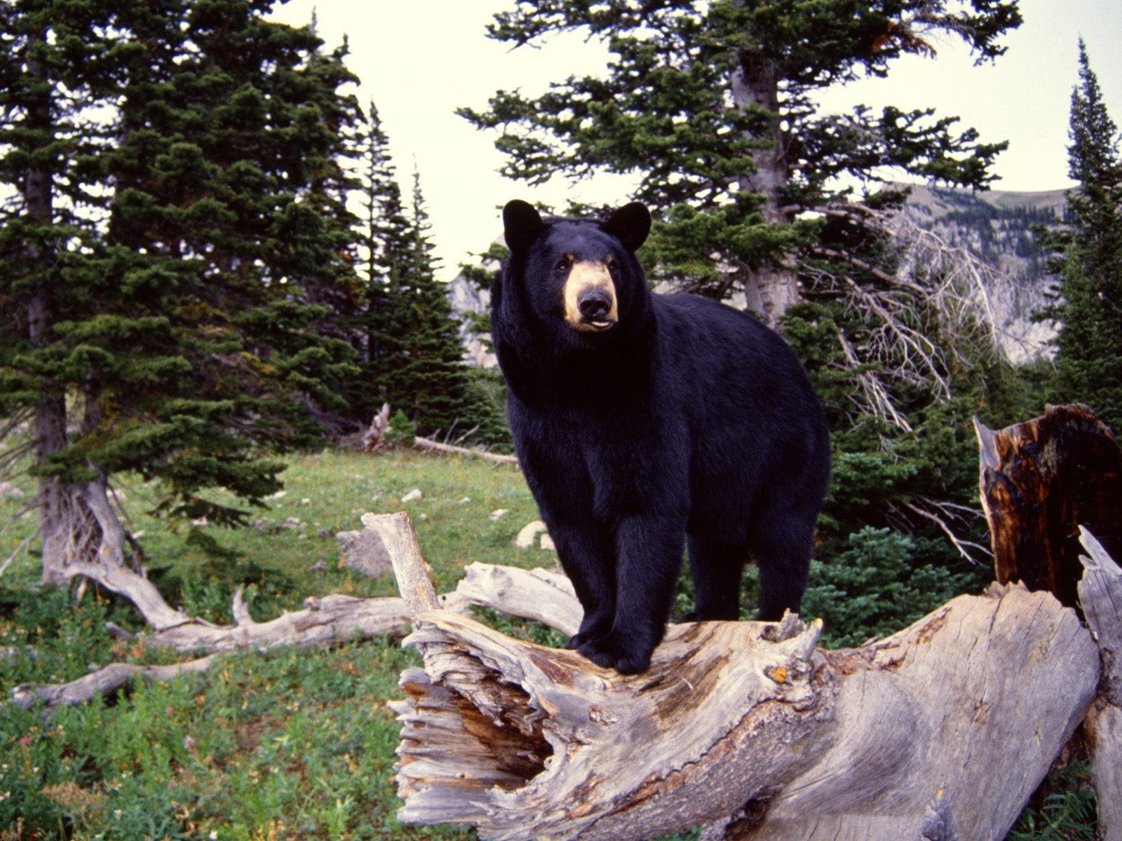 American Black Bear Animals Wallpaper - American Black Bear , HD Wallpaper & Backgrounds