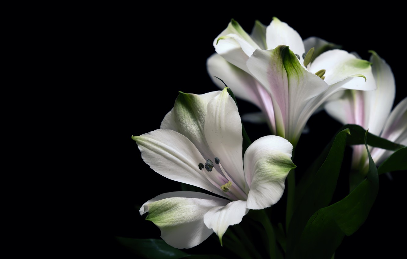 Photo Wallpaper Leaves, Flowers, Lily, Lily, Bouquet, - Lily Bouquet Black Background , HD Wallpaper & Backgrounds