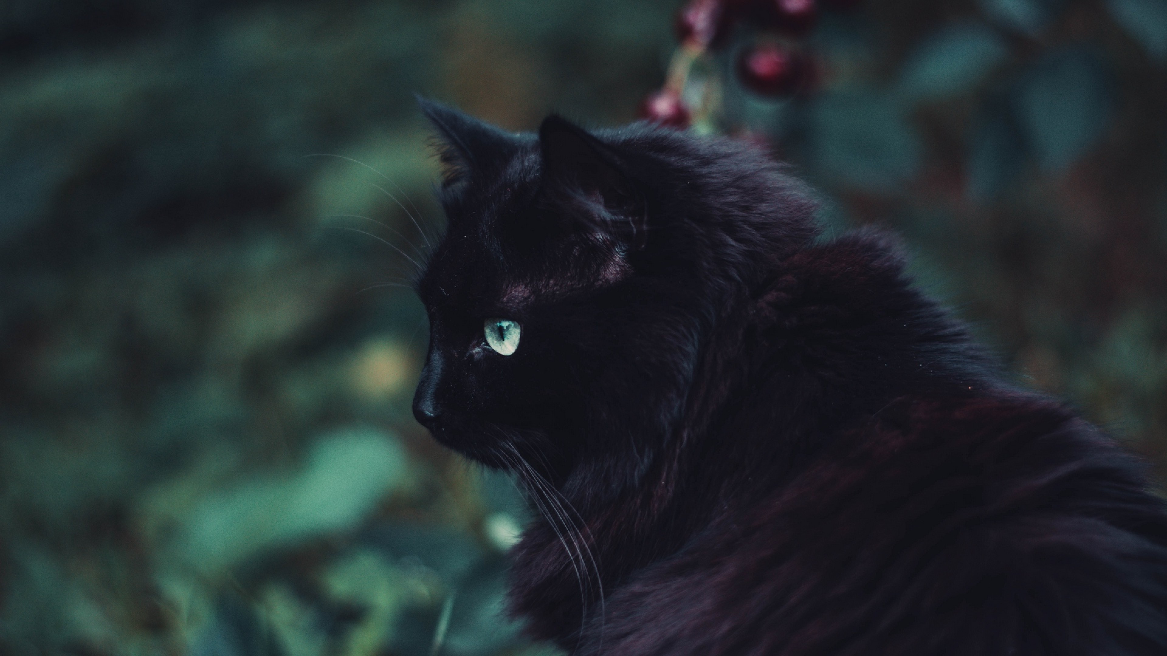 Iphone Black Cat Background , HD Wallpaper & Backgrounds