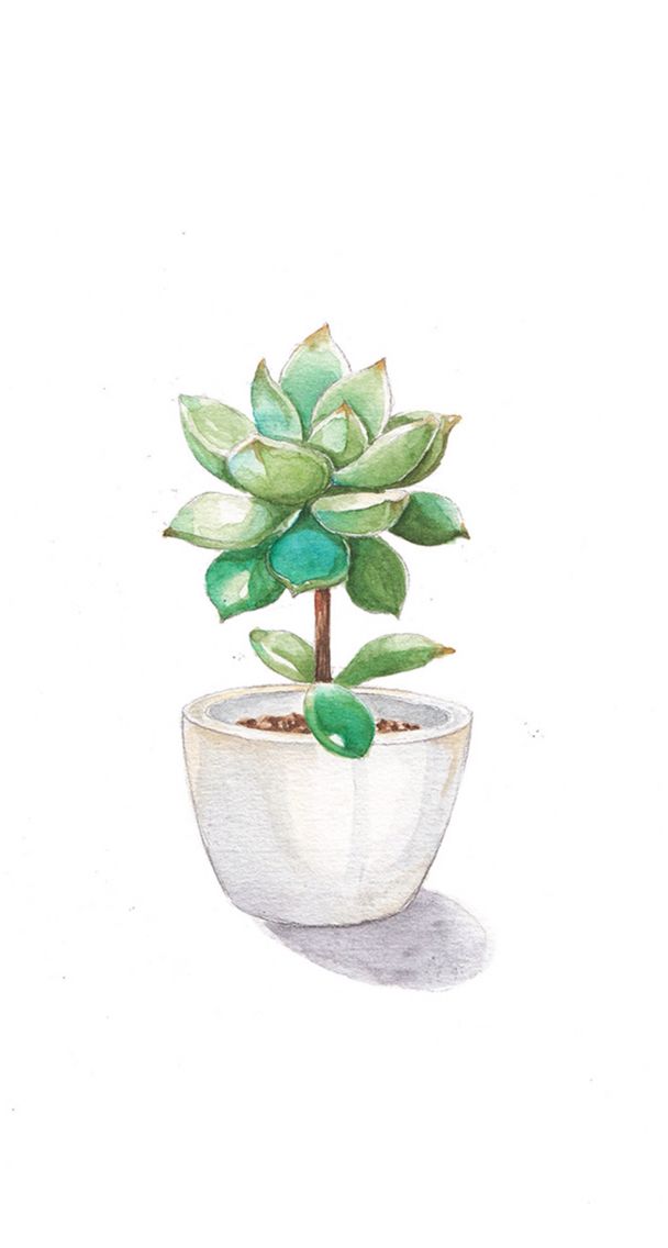 Succulent Watercolor Painting , HD Wallpaper & Backgrounds