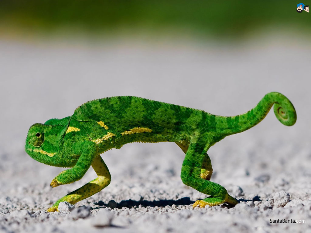 Funny Chameleon , HD Wallpaper & Backgrounds