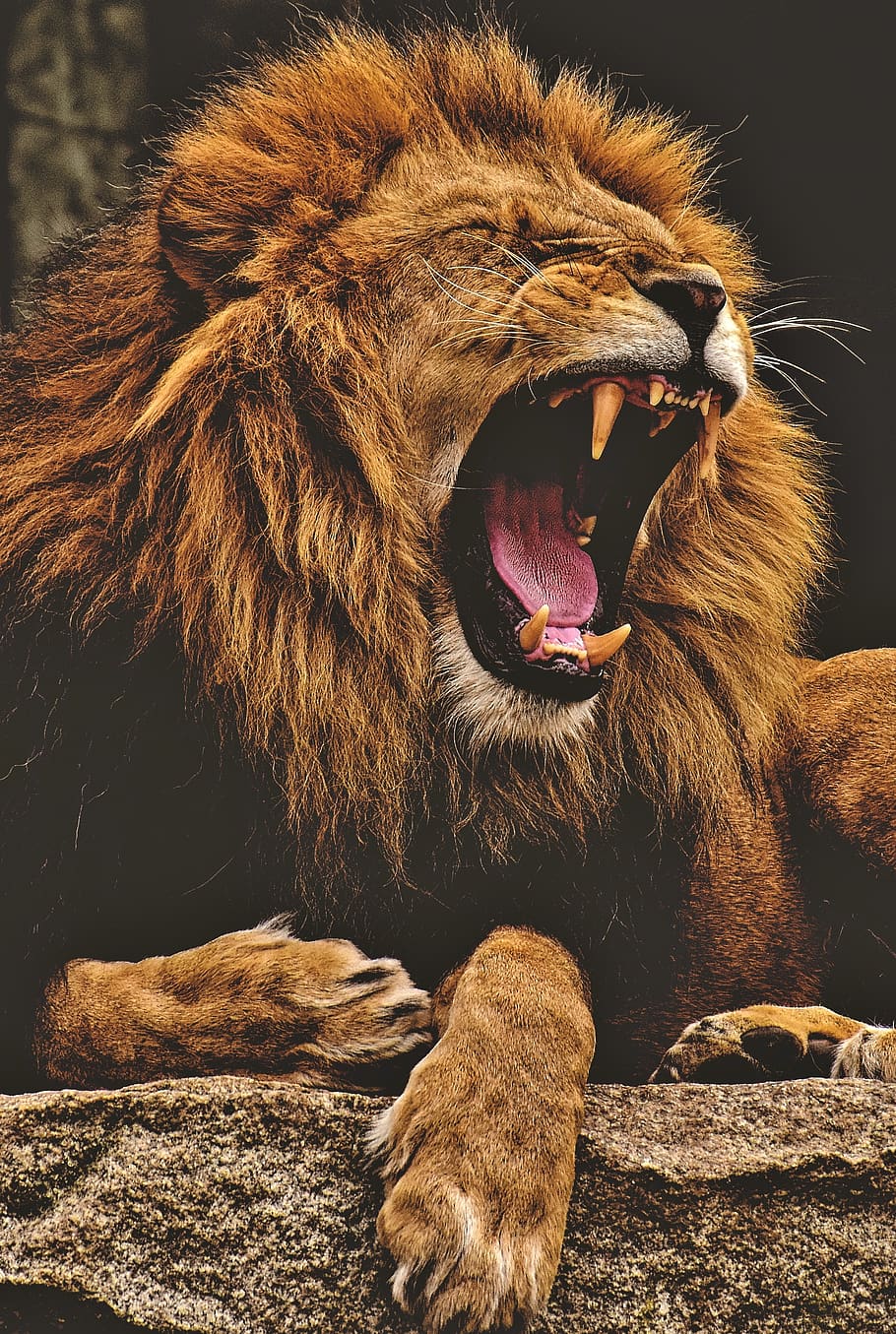 Lion, Predator, Dangerous, Mane, Big Cat, Male, Zoo, - Dangerous Lion Wallpaper Hd , HD Wallpaper & Backgrounds