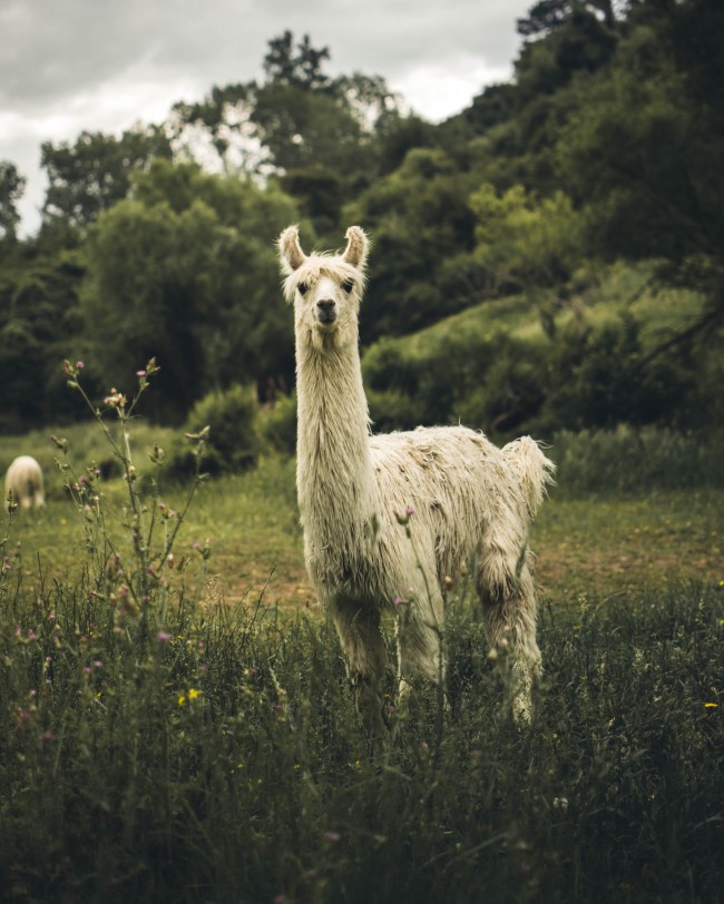 Llama, Fluffy, Field, Plants - Llama Hd , HD Wallpaper & Backgrounds