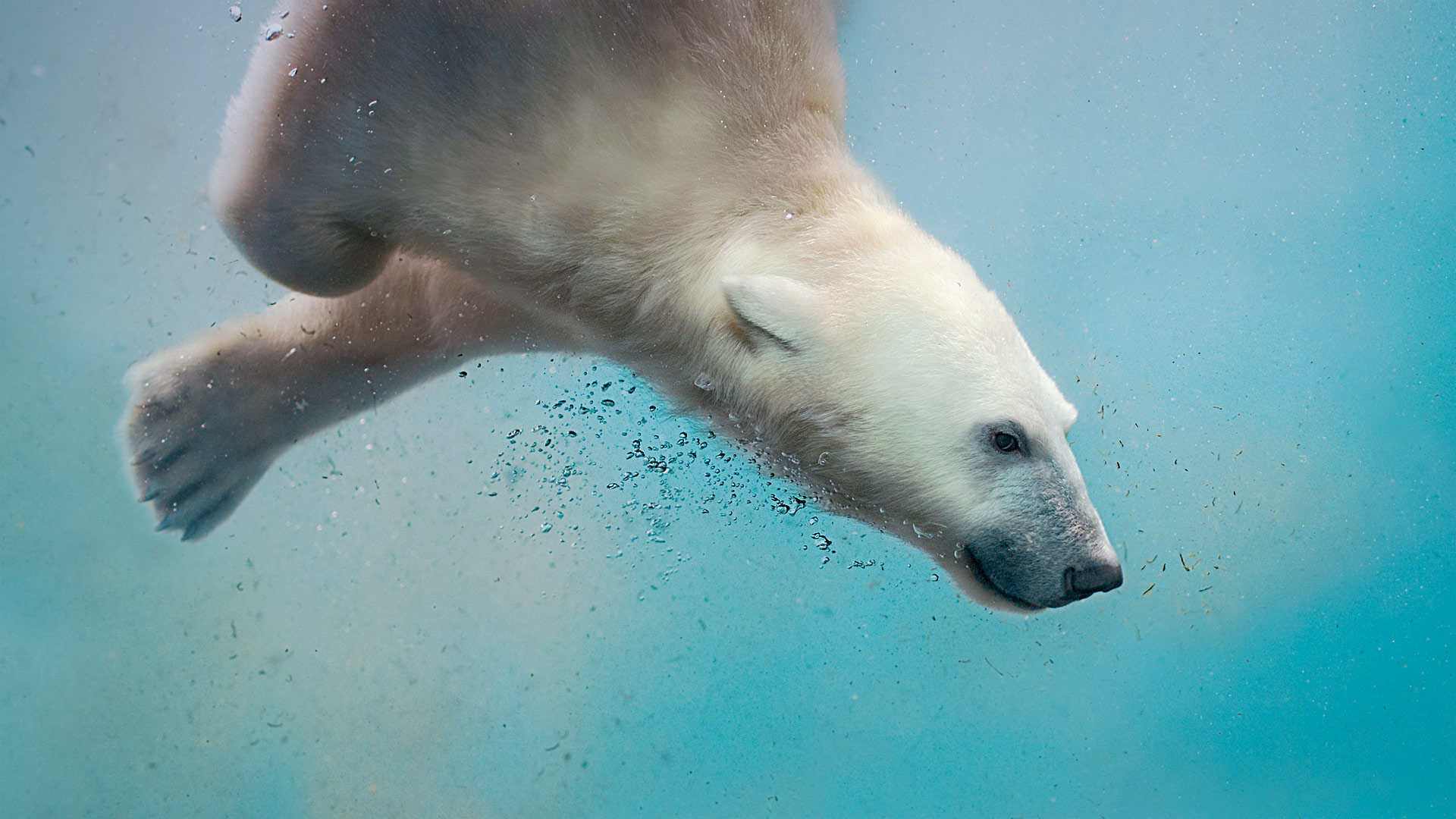 Polar Bear Plunging , HD Wallpaper & Backgrounds