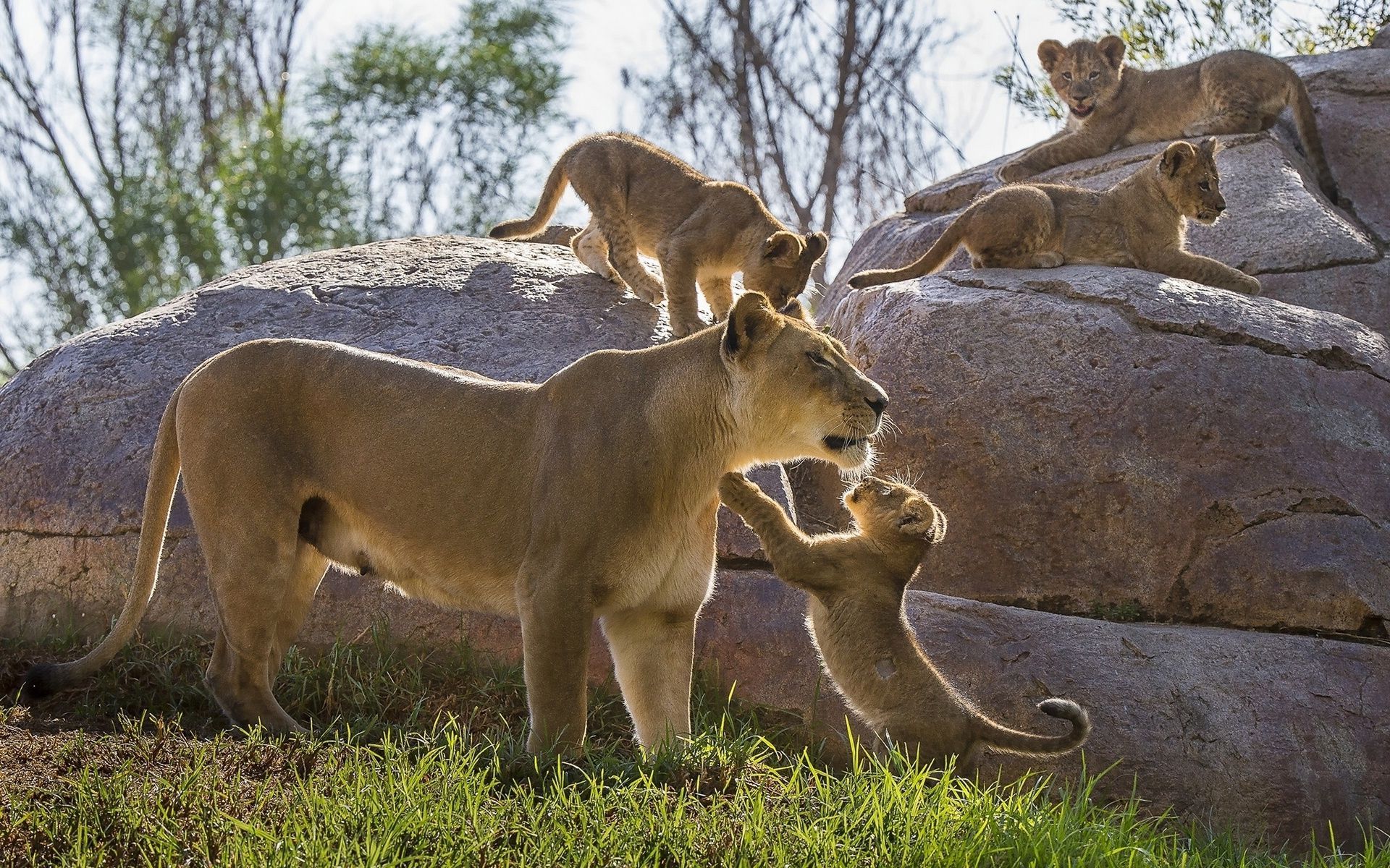 Lioness Playing With Cubs , HD Wallpaper & Backgrounds