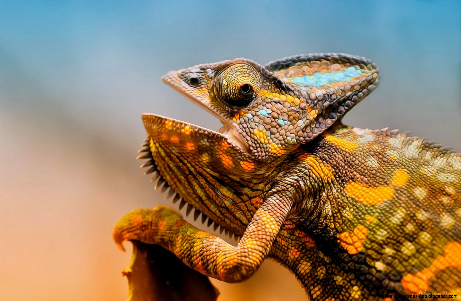Colorful Chameleon Lizard - Chameleon Close Up , HD Wallpaper & Backgrounds