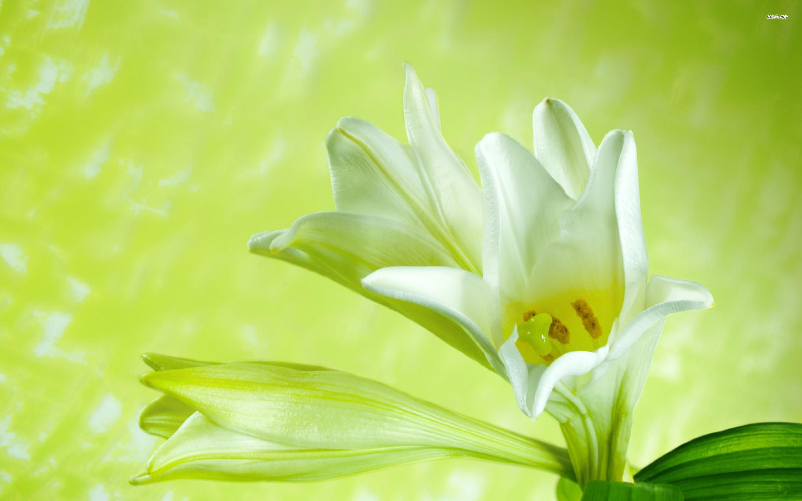 Lily White Powerpoint Background , HD Wallpaper & Backgrounds