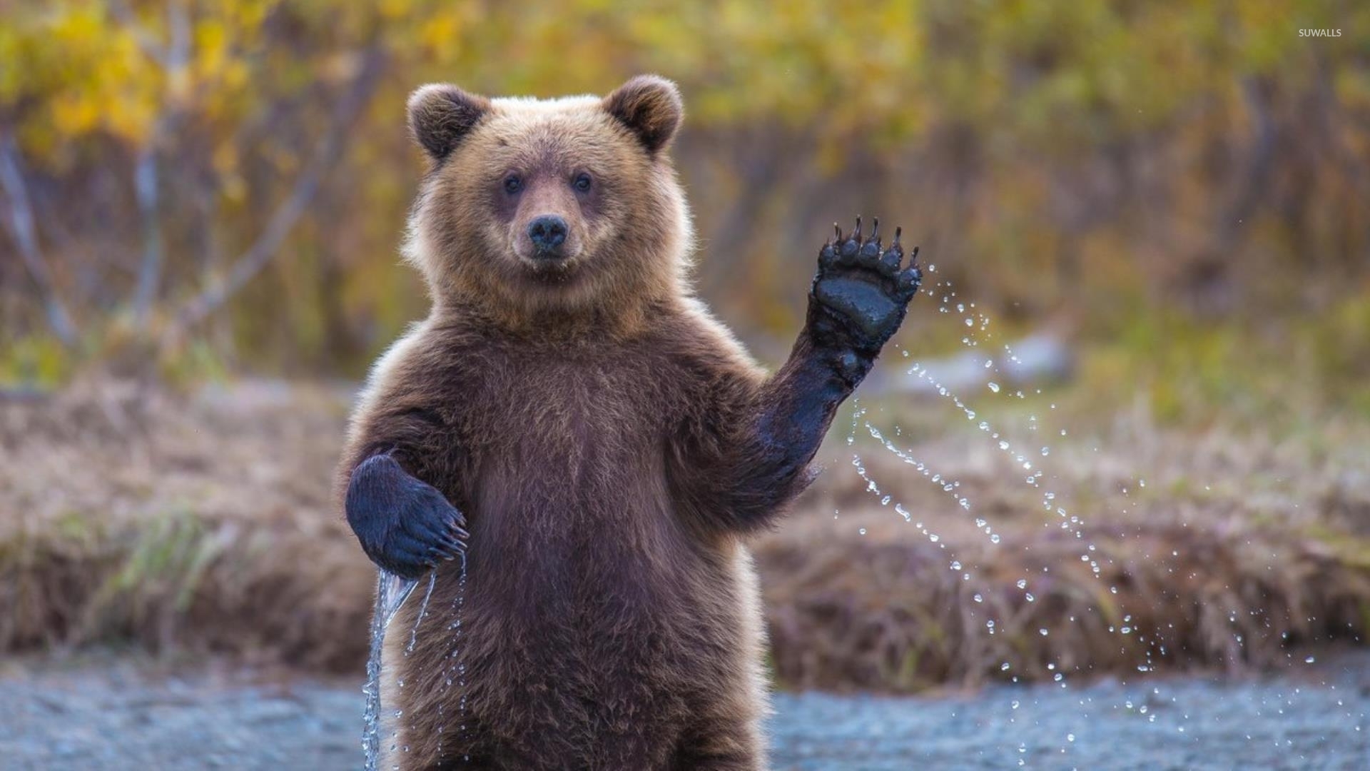 Bear Cubs Wallpaper Bear Cub Wallpaper - Bear Cub , HD Wallpaper & Backgrounds