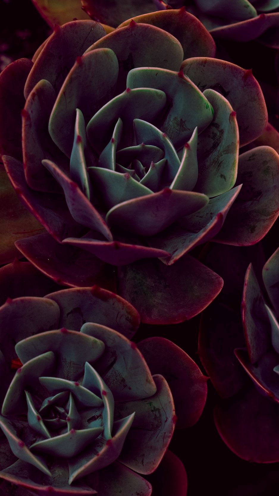 Wallpaper Echeveria, Succulents, Houseplant, Leaves - Dark Iphone X Wallpaper Succulent , HD Wallpaper & Backgrounds