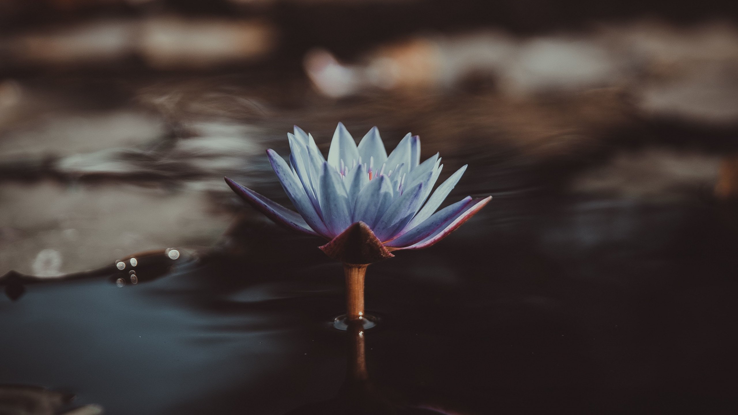 Blue Water Lily Wallpaper - Royal Commission Messages For Australia , HD Wallpaper & Backgrounds
