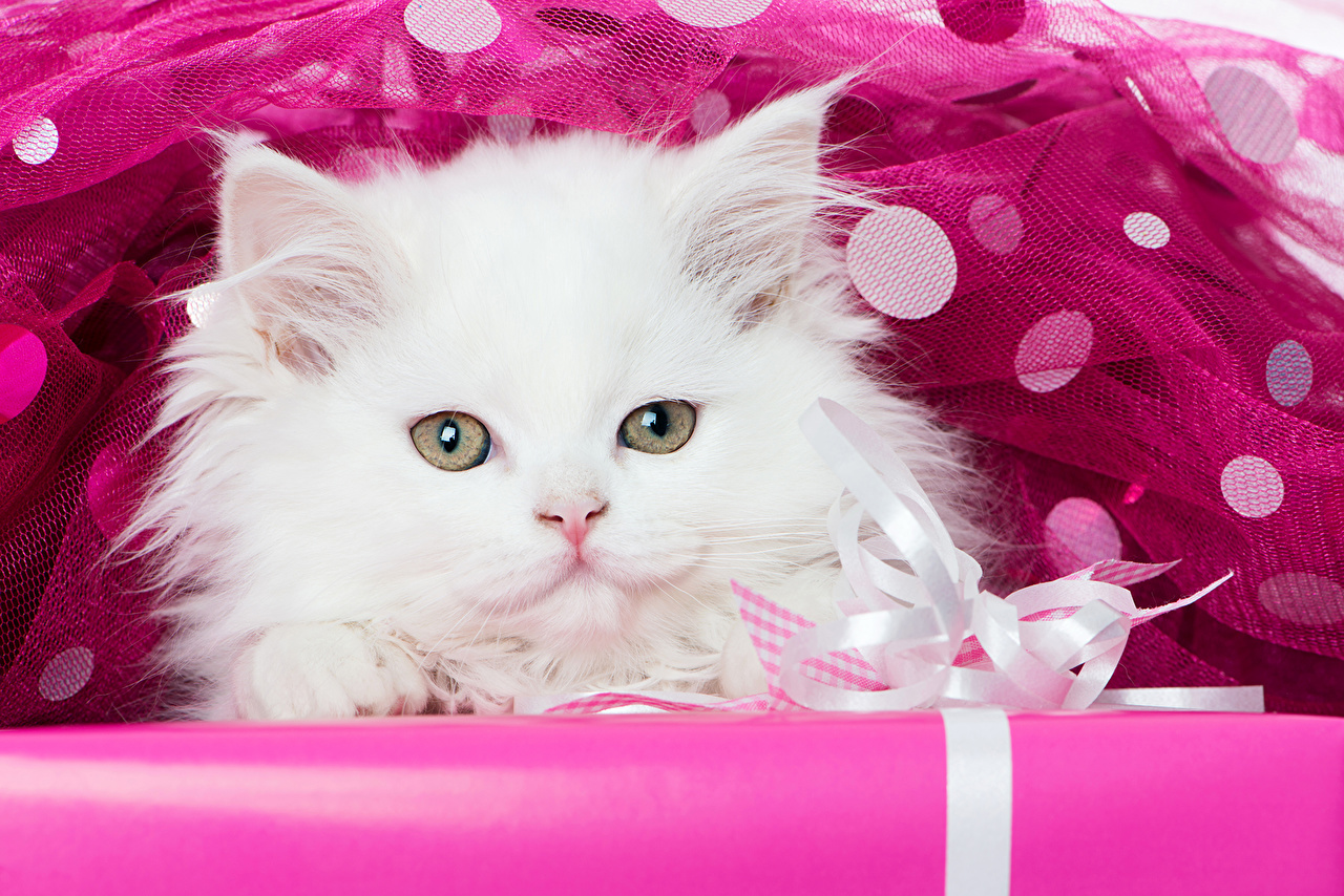 Cute Cats Pics For Dp , HD Wallpaper & Backgrounds