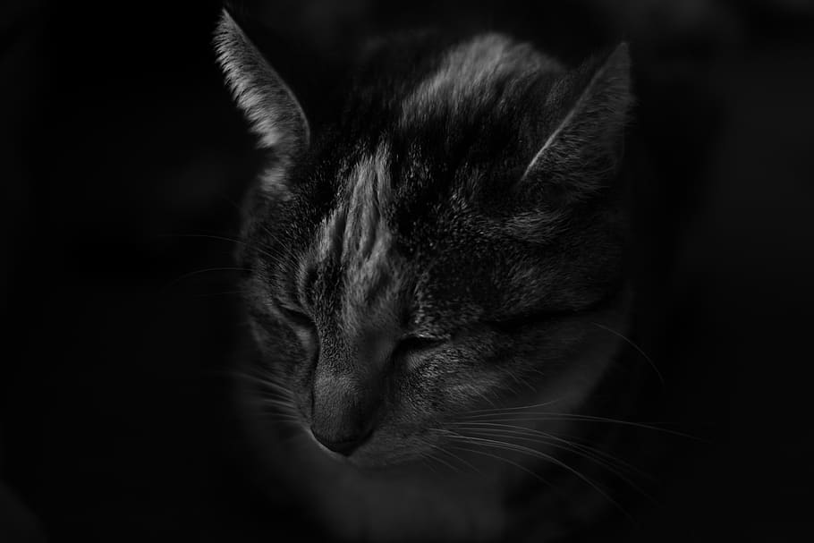 Grey And White Cat In The Dark, Mammal, Animal, Pet, - Monochrome , HD Wallpaper & Backgrounds