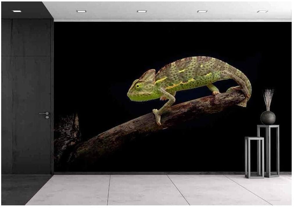 Common Chameleon , HD Wallpaper & Backgrounds