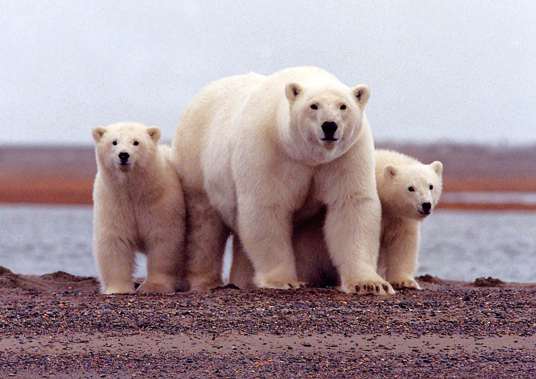 Free Polar Bear Wallpaper Wallpapers Download - Polar Bear Grizzly Bear , HD Wallpaper & Backgrounds
