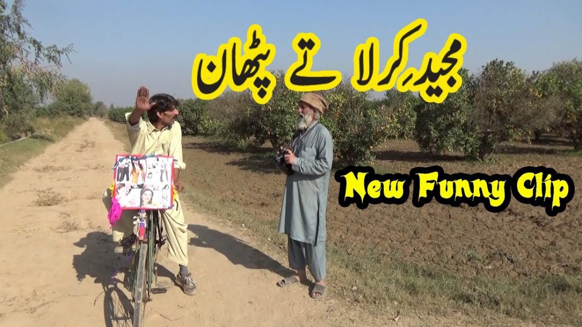 New Funny Punjabi Clip Majeed Kirla And Pathan New - Tree , HD Wallpaper & Backgrounds