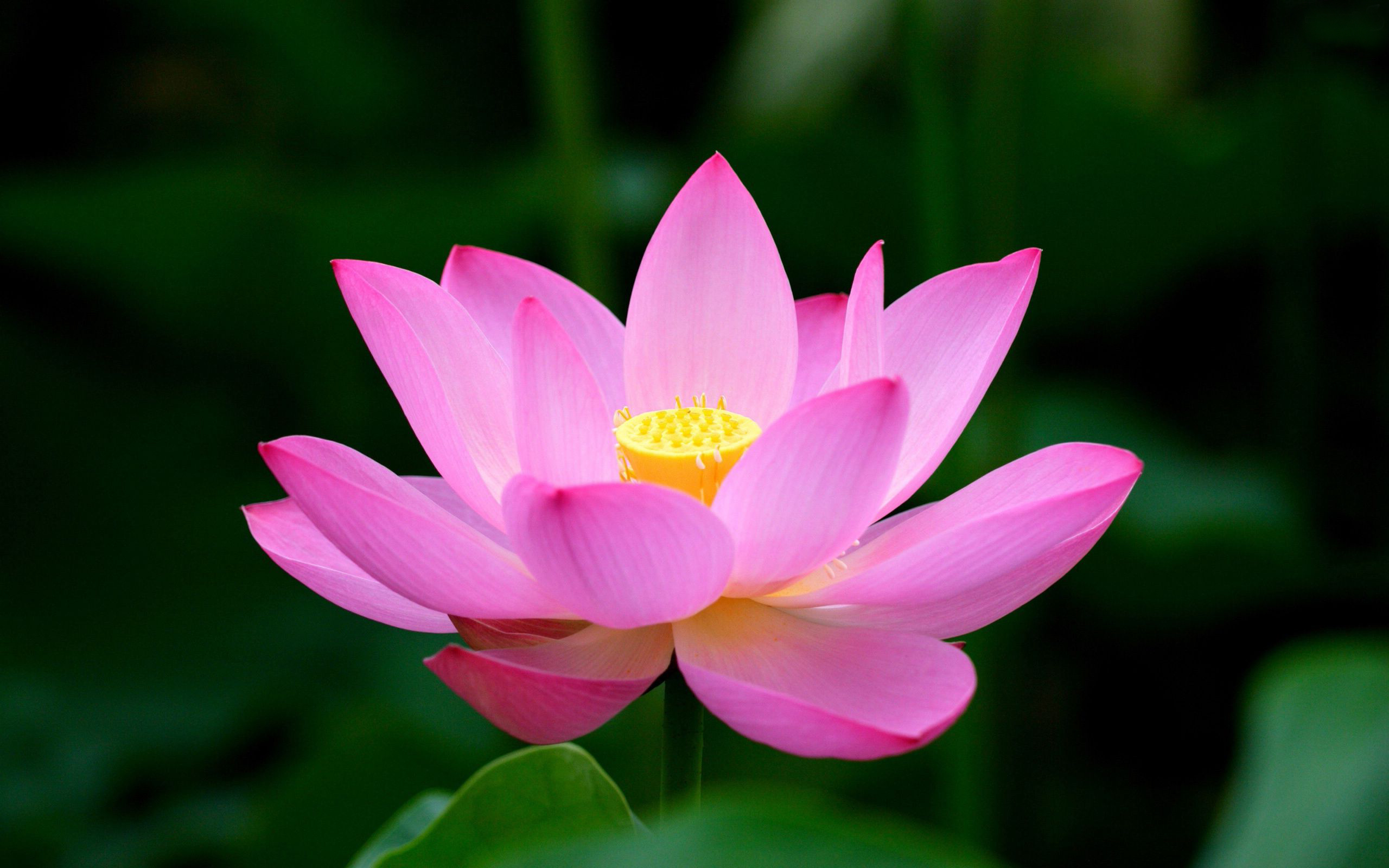 Bjp Lotus Wallpaper Download - Good Night Lotus Flowers , HD Wallpaper & Backgrounds