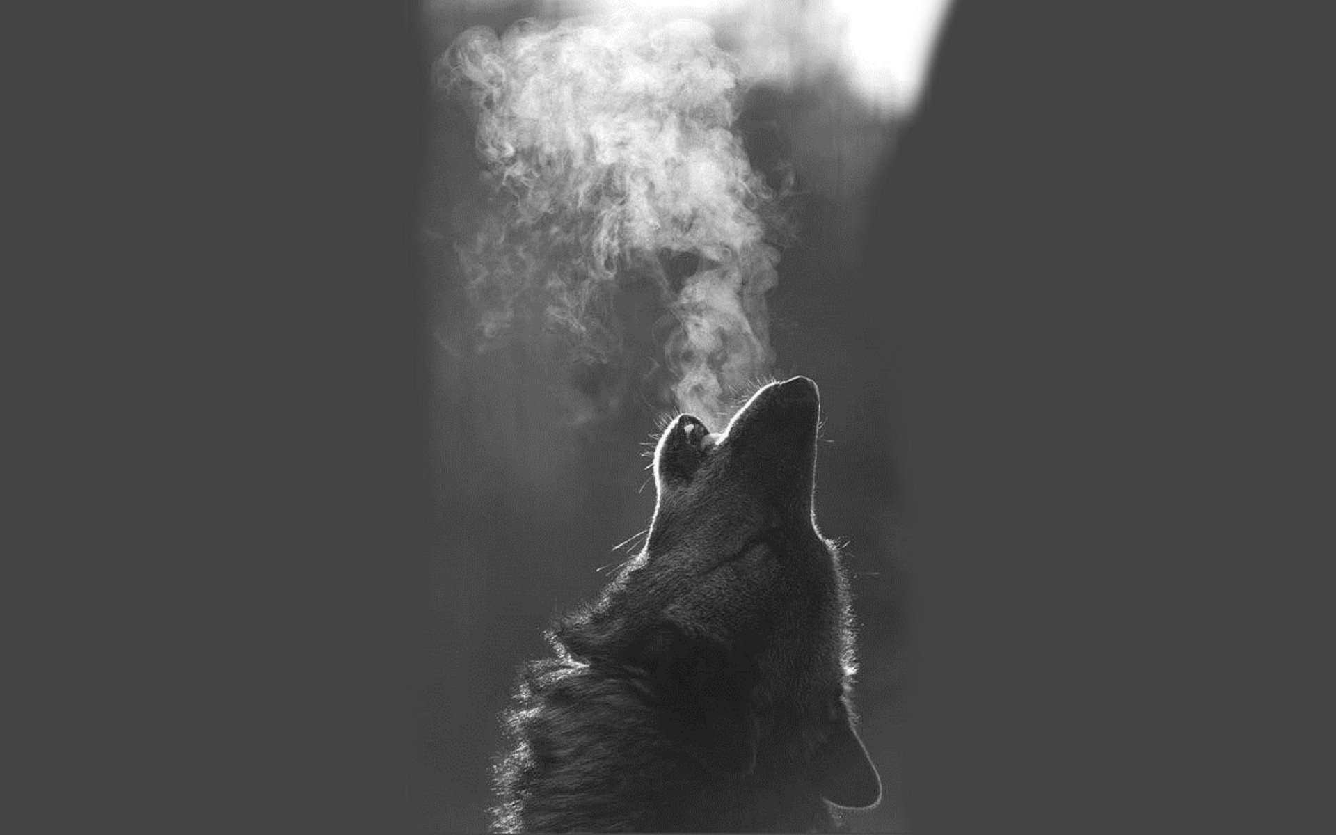 2 Comments - Wolf Howling Wallpaper Hd , HD Wallpaper & Backgrounds