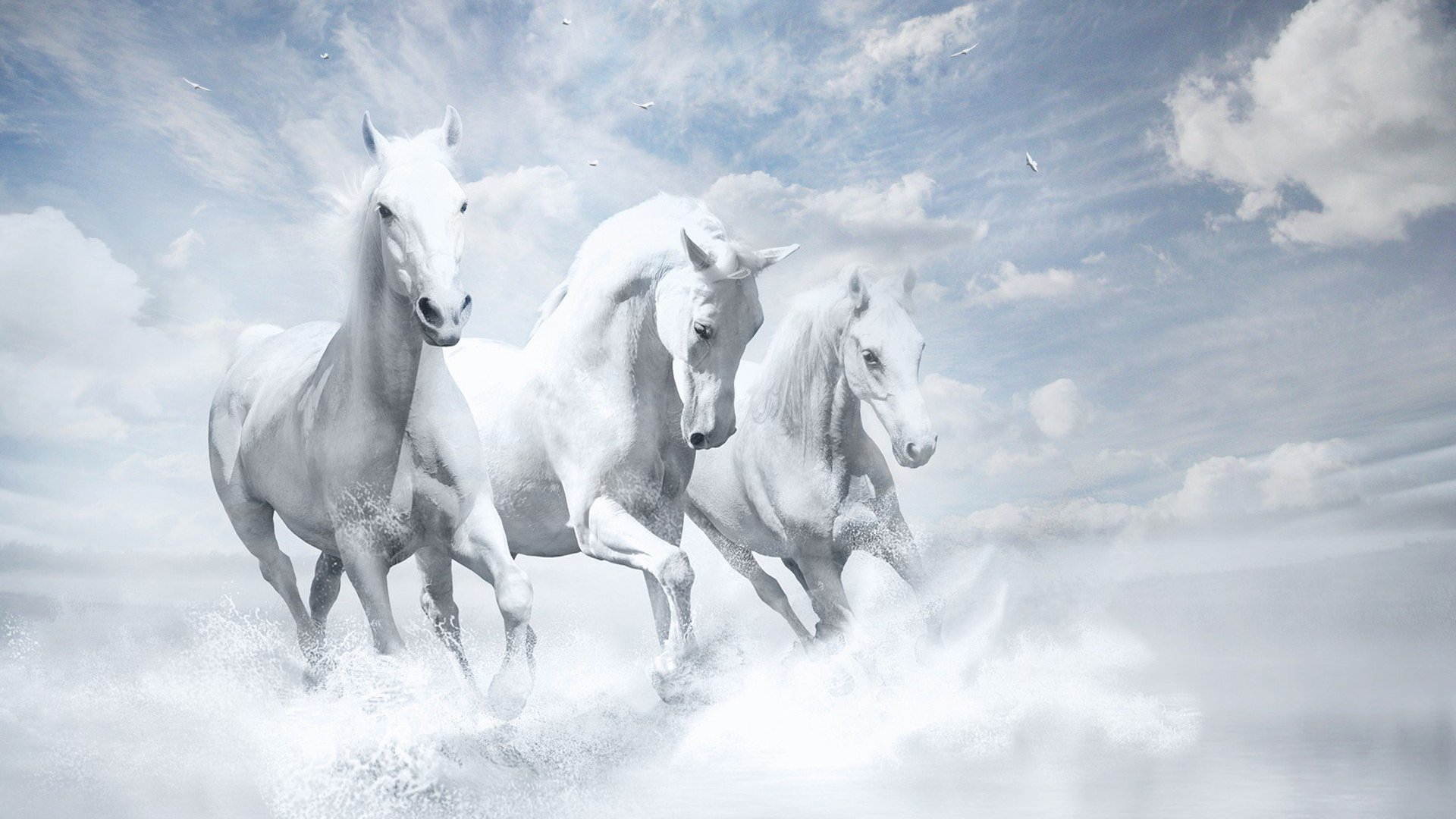 White Horses Hd - White Horse Images Hd , HD Wallpaper & Backgrounds