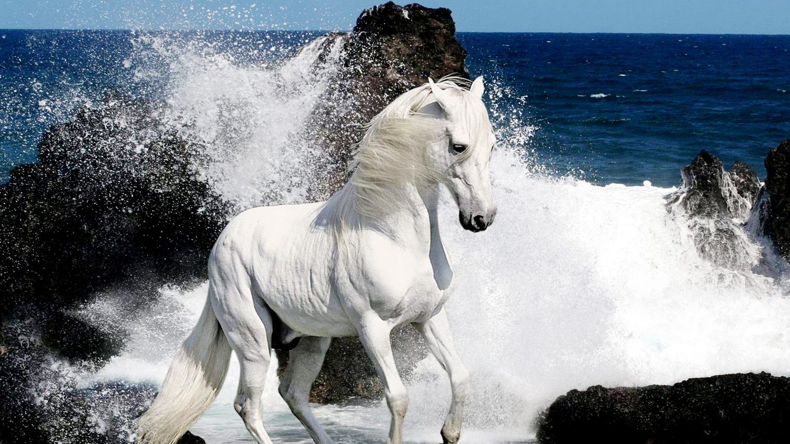Horse Pictures In Hd - White Horse Hd , HD Wallpaper & Backgrounds