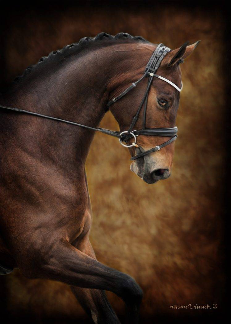 Photography, Animals, Horse Hd Wallpaper Desktop Background - Full Hd Horse Hd Wallpaper For Mobile , HD Wallpaper & Backgrounds