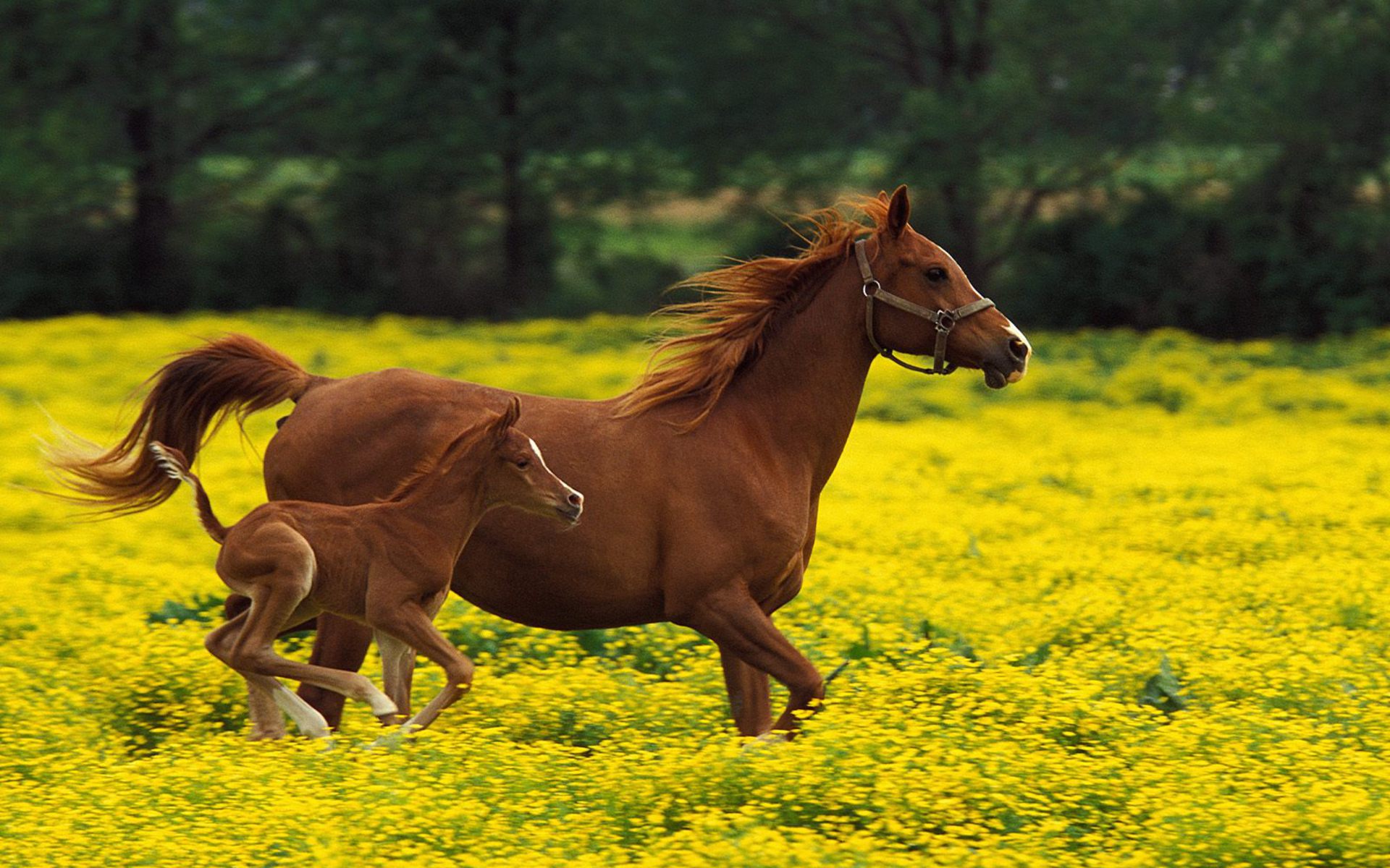 Best Horses Hd Wallpapers - Animal That Walk And Run , HD Wallpaper & Backgrounds