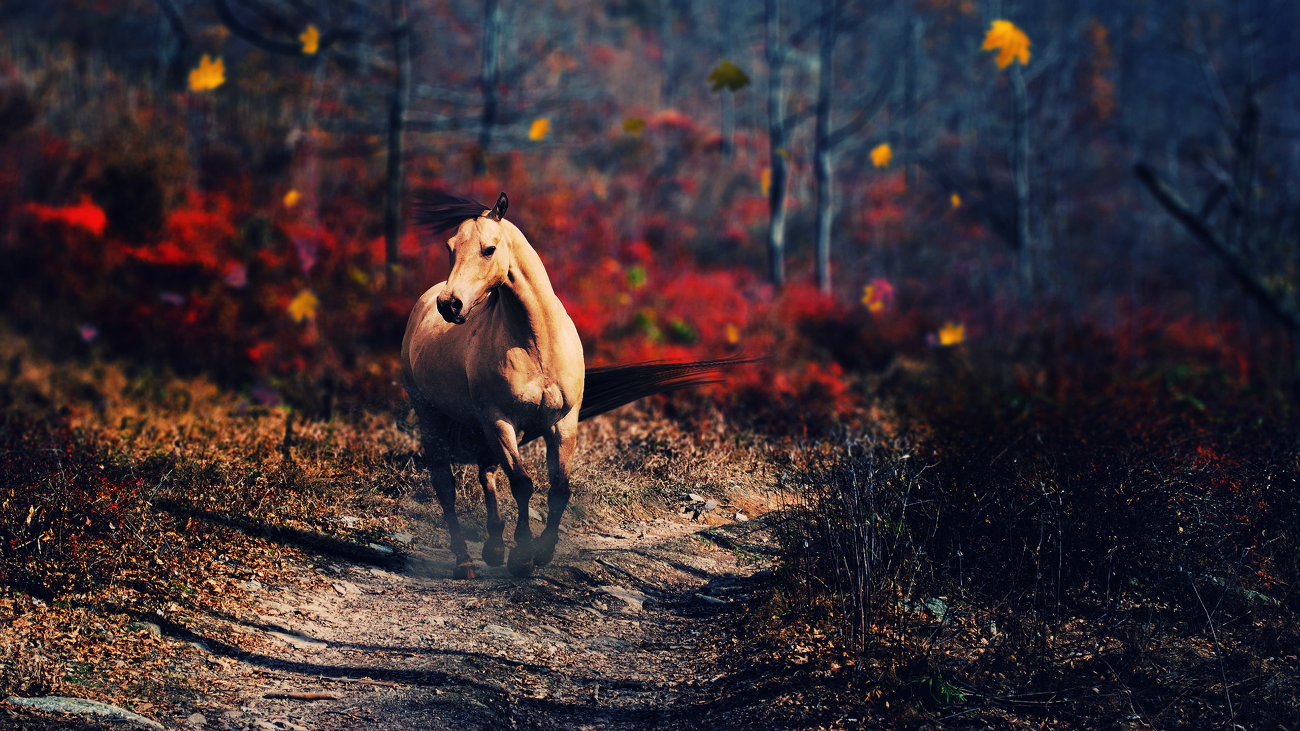 Animals / Horse Wallpaper - Horse Hd , HD Wallpaper & Backgrounds