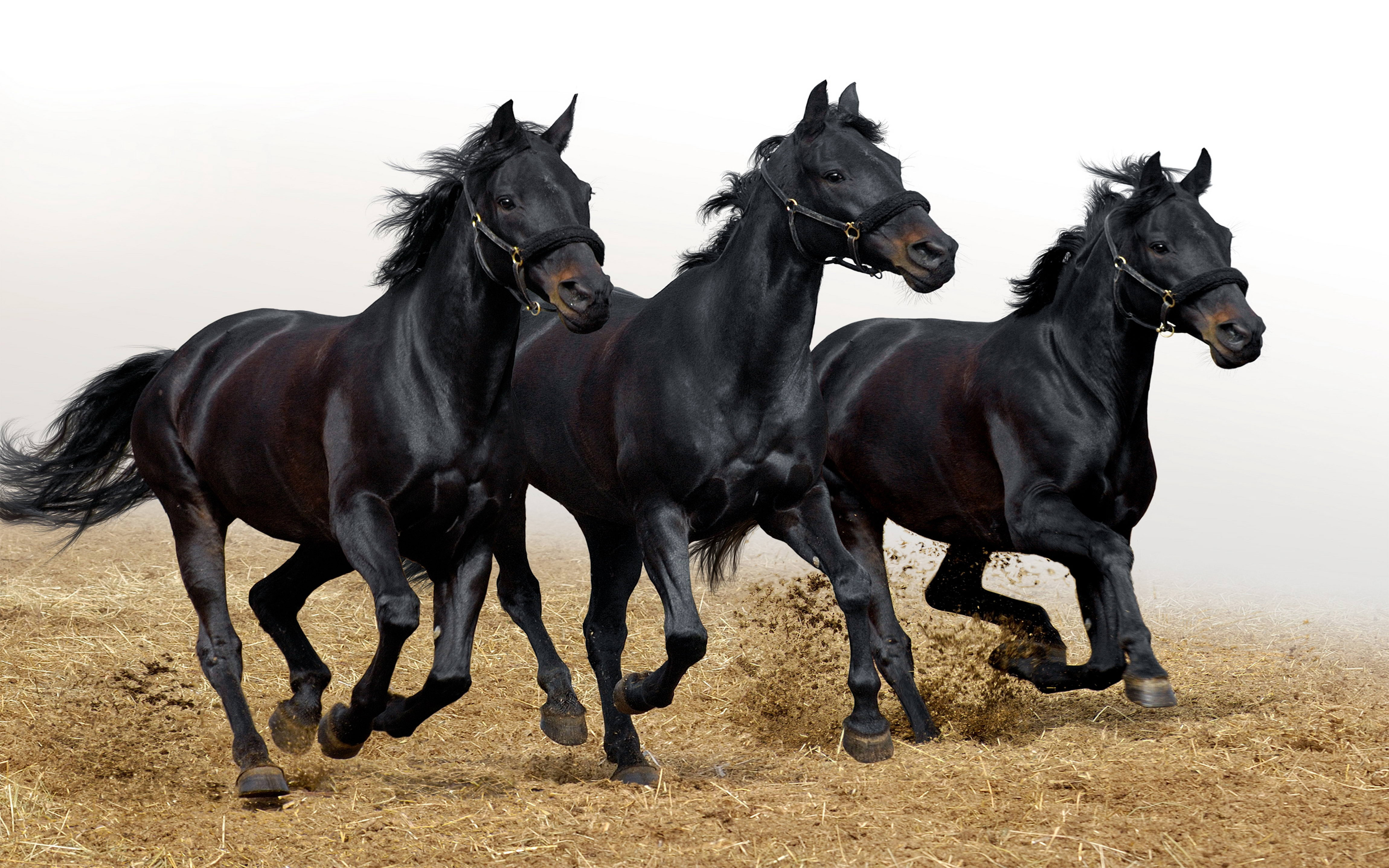Download Original Resolution - Lots Of Black Horses Running , HD Wallpaper & Backgrounds