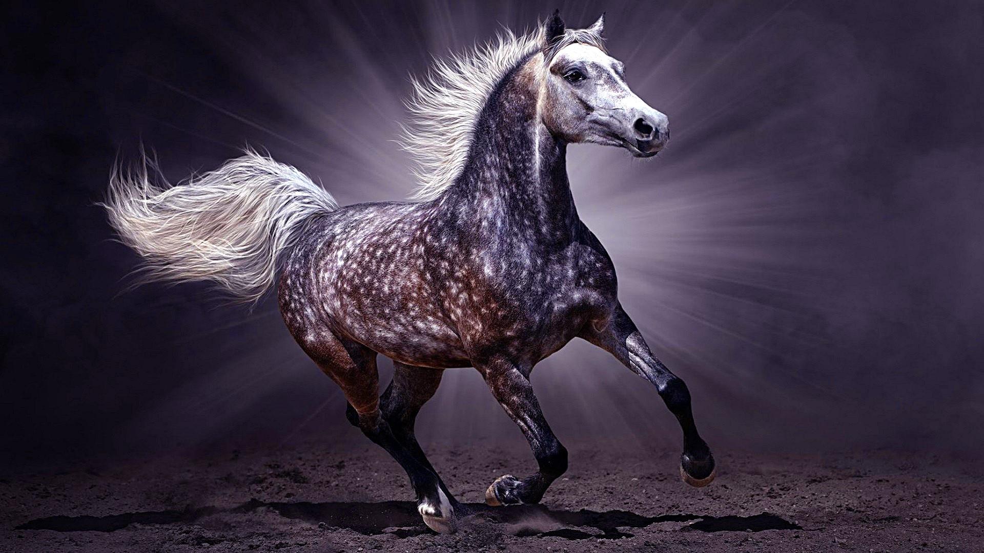 Landscape Portrait - Arabian Horse Wallpaper Hd , HD Wallpaper & Backgrounds